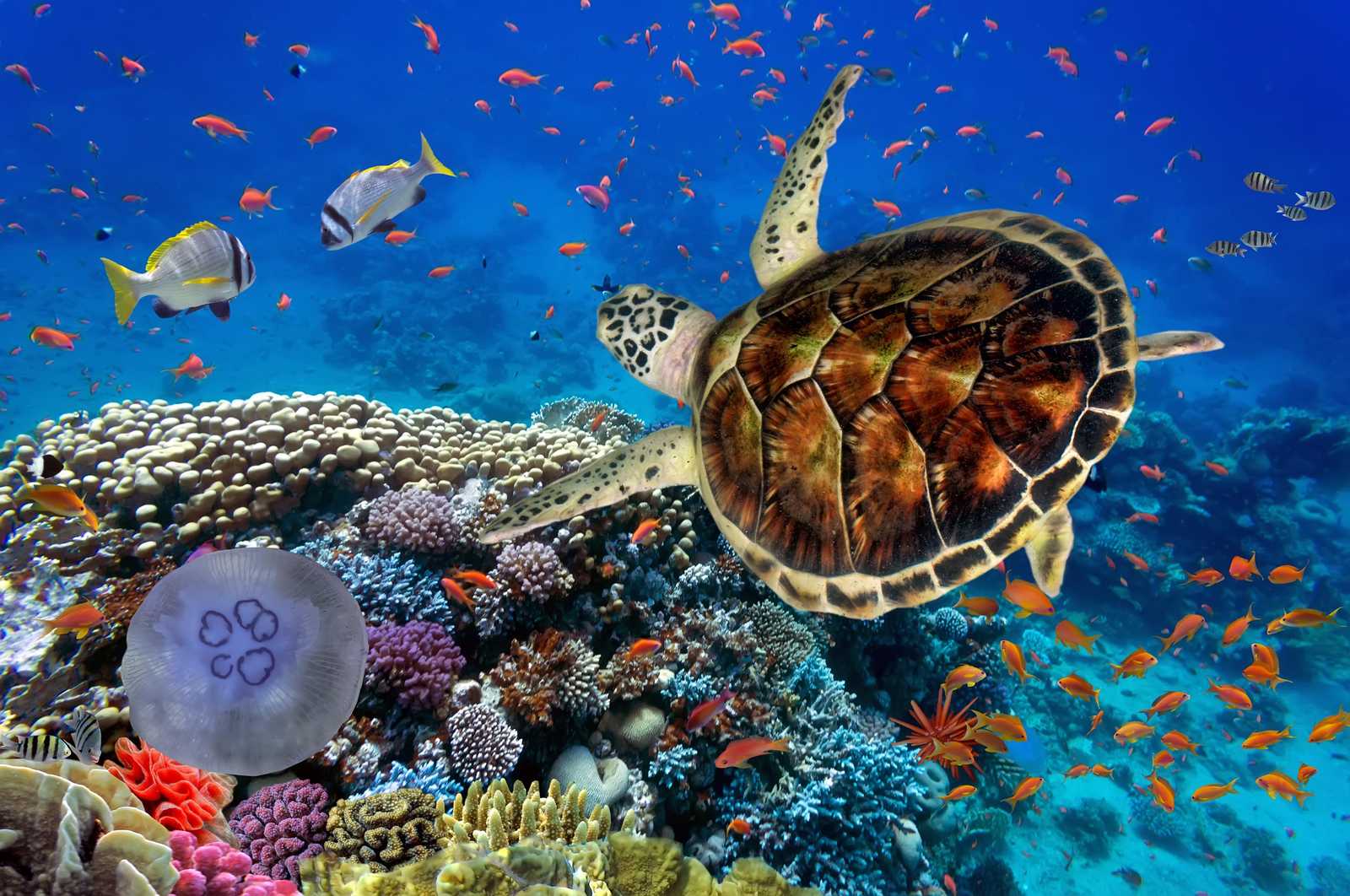 Majestic Sea Turtle & Coral Reef Wall Art