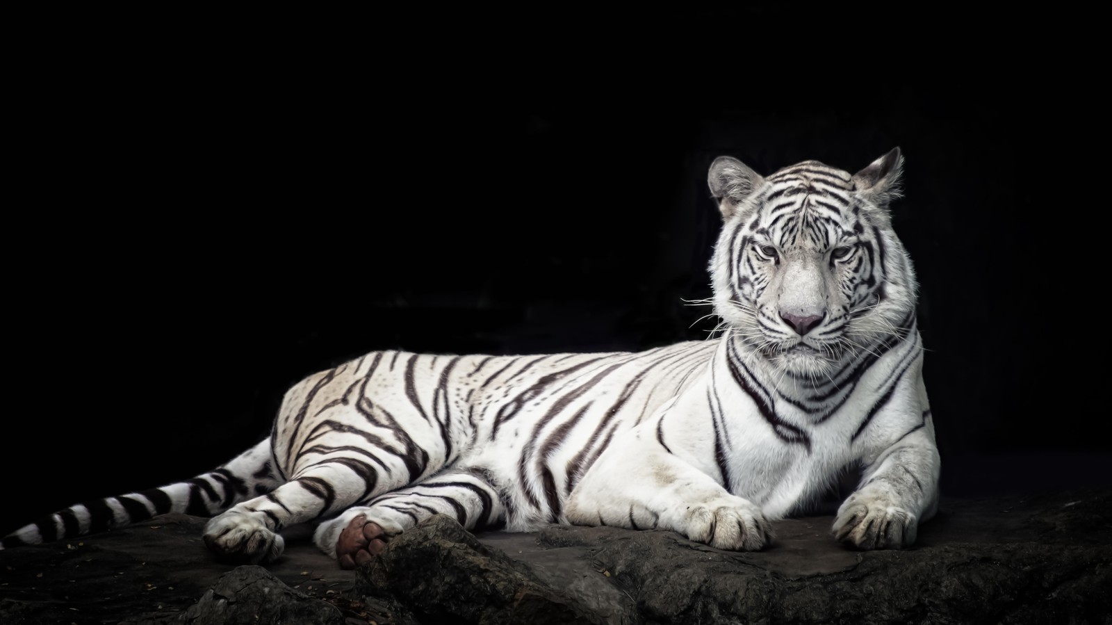 Majestic White Tiger Lying Down Wall Art