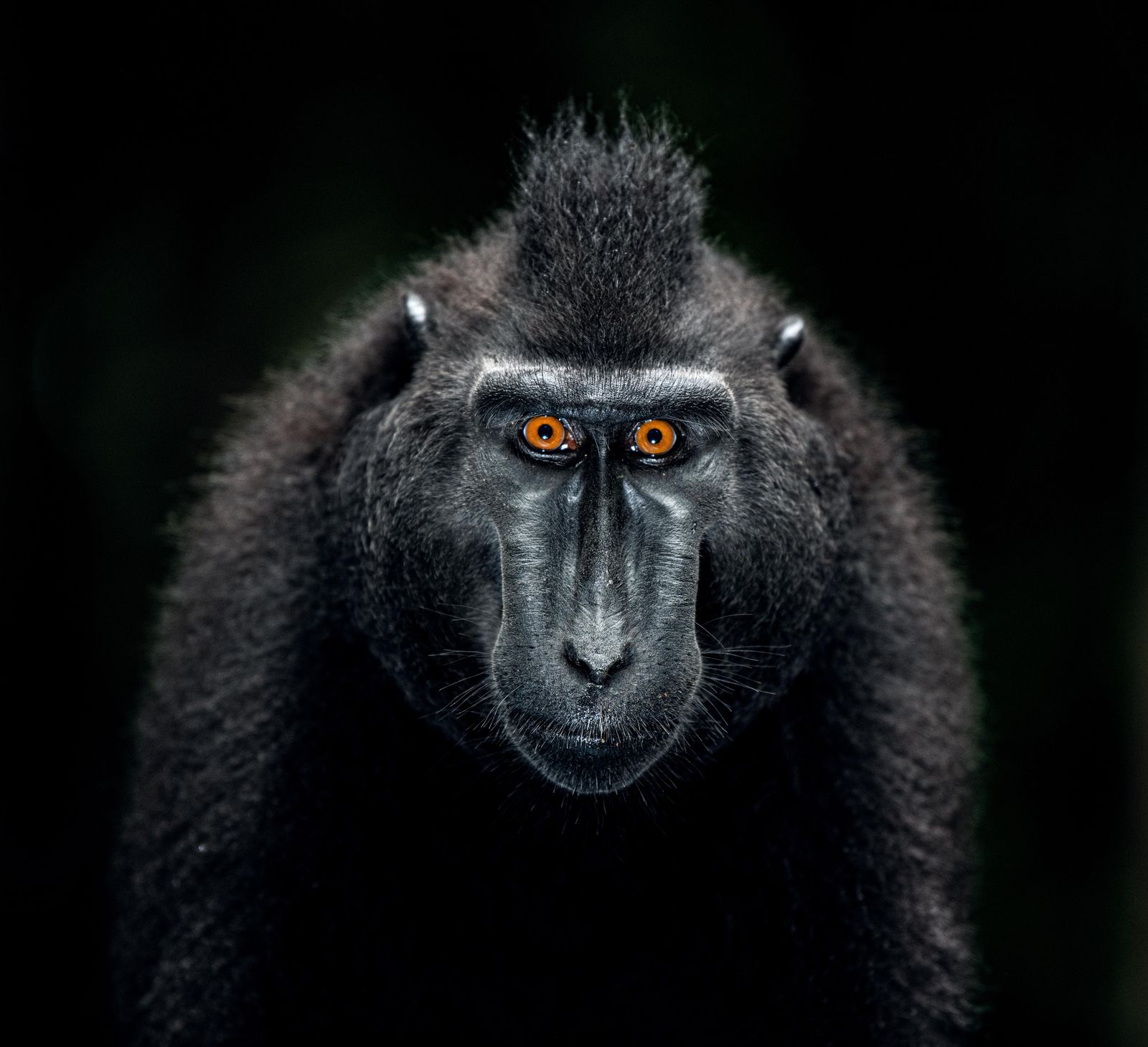 Striking Monkey Portrait Wall Art