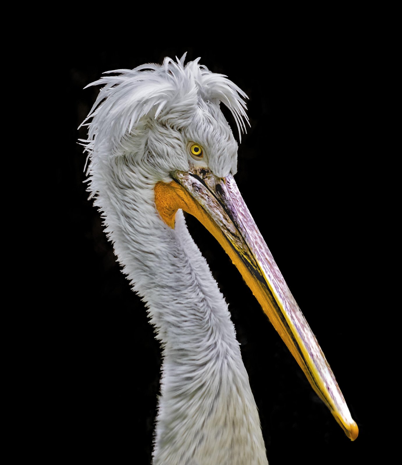 Majestic Pelican Portrait Wall Art - Wildlife Art