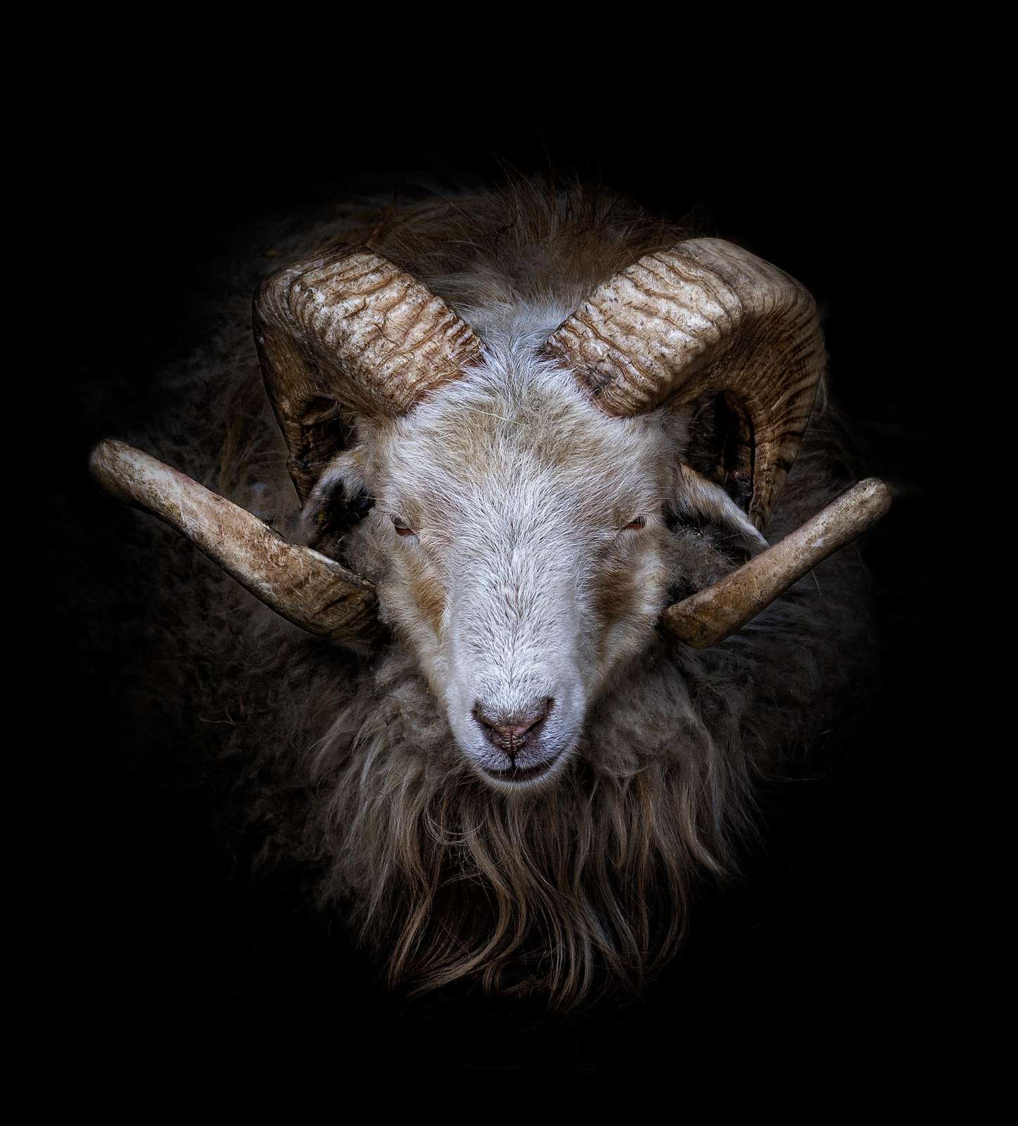 Majestic Ram Portrait Wildlife Wall Art