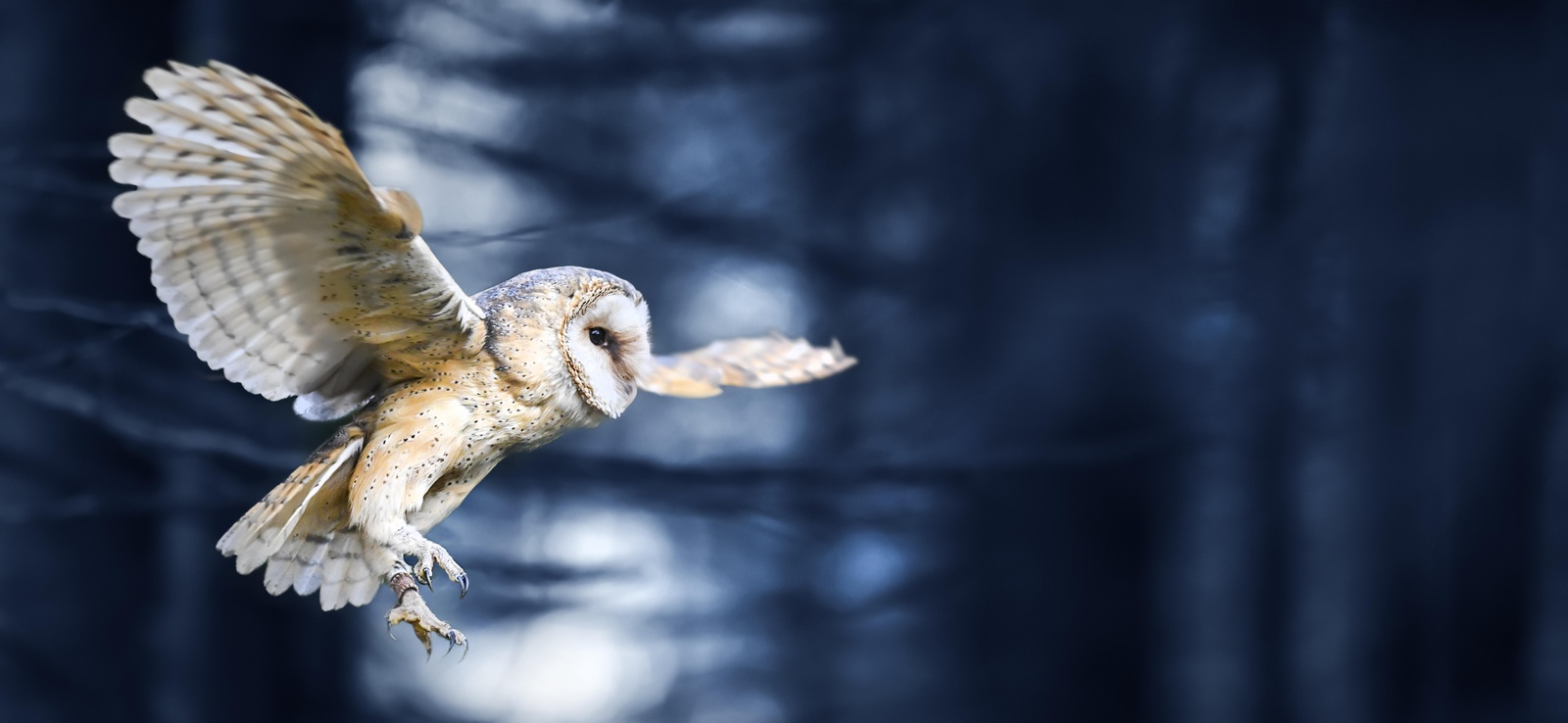 Majestic Barn Owl Flight Wall Art