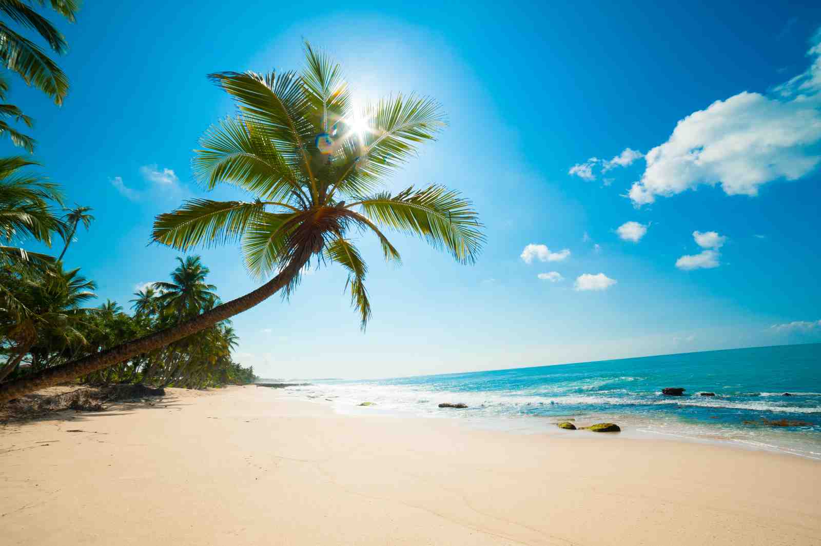 Tropical Paradise Palm Beach Wall Art