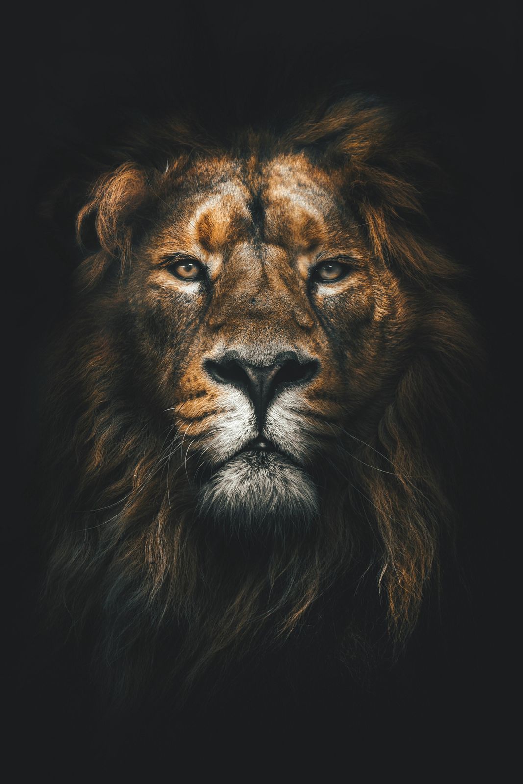 Majestic Lion Portrait Wall Art - Bold Animal Art