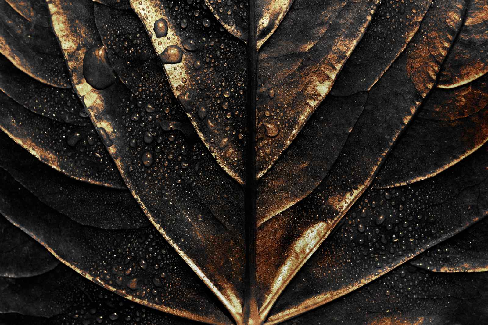 Dark Botanical Raindrops Wall Art