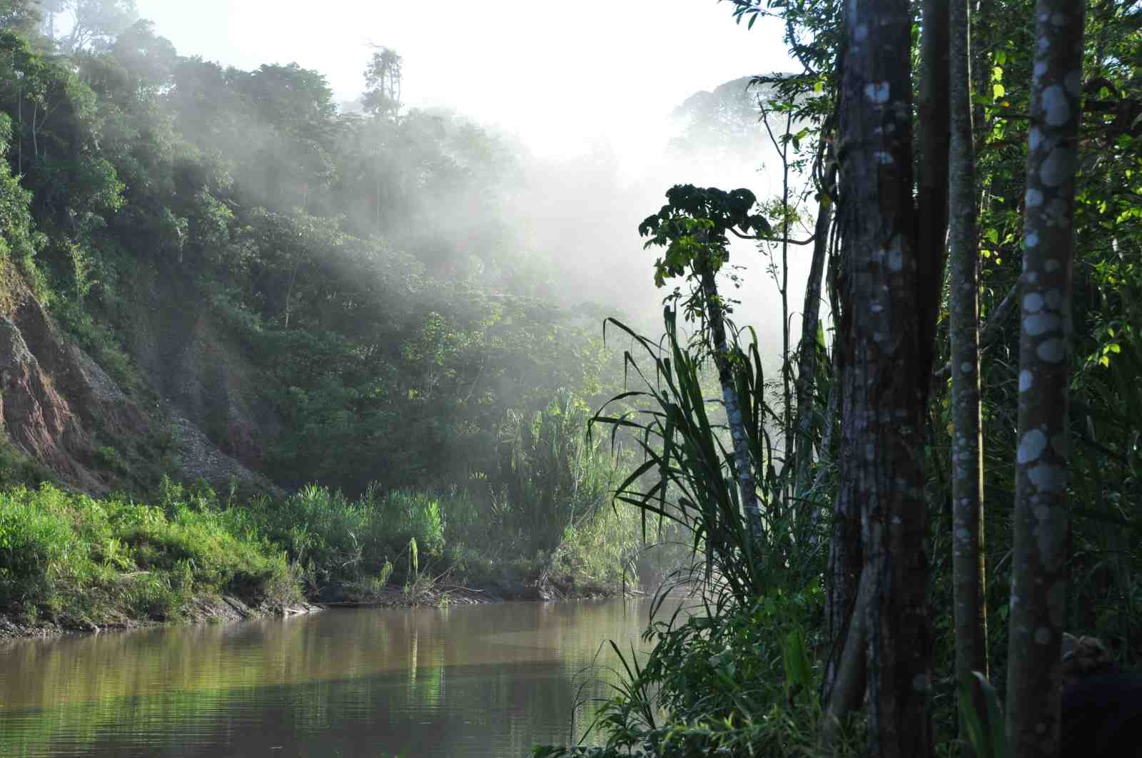 Misty Amazon River Jungle Scene Wall Art
