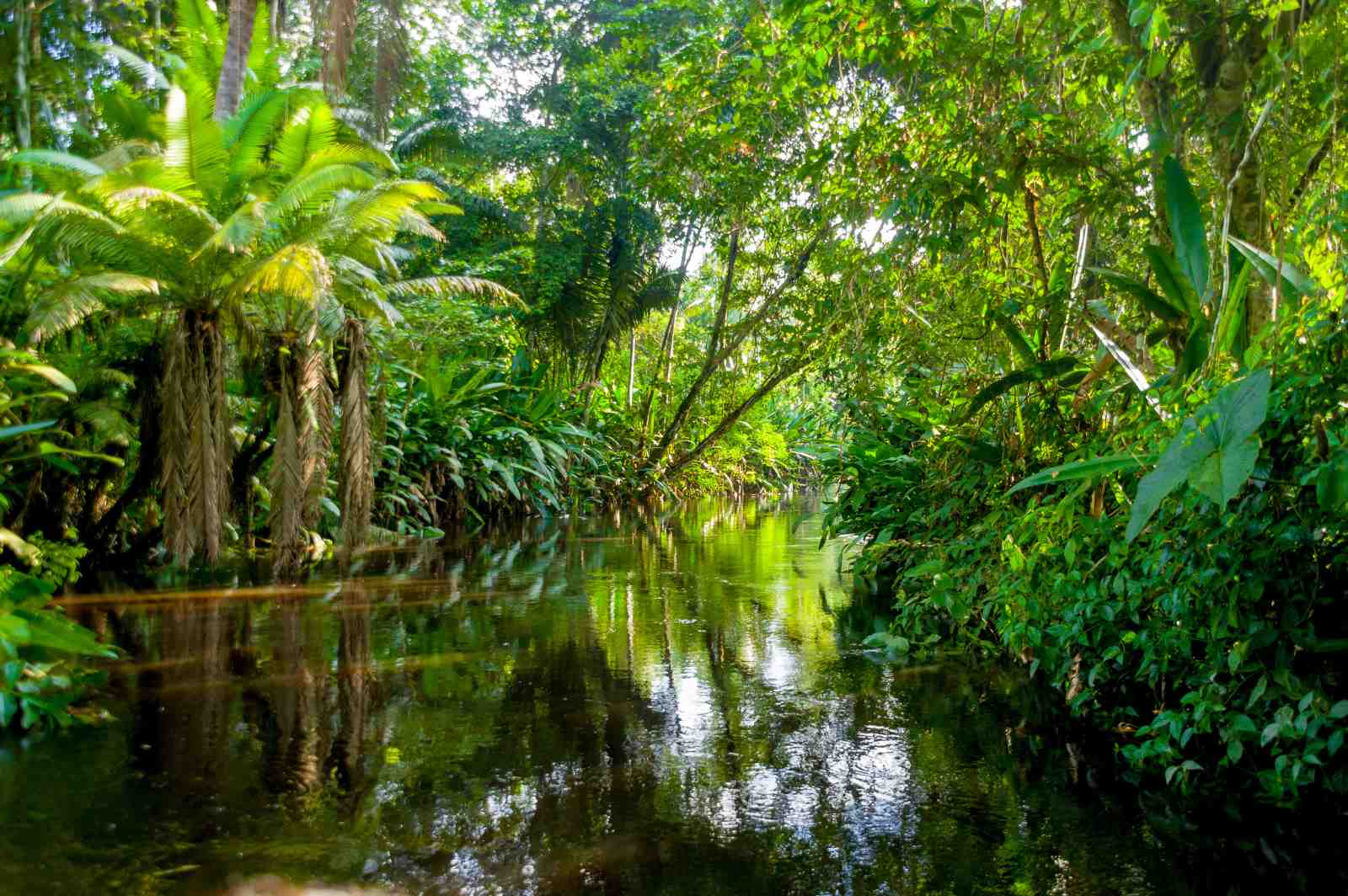 Tranquil Jungle River Lush Greenery Wall Art