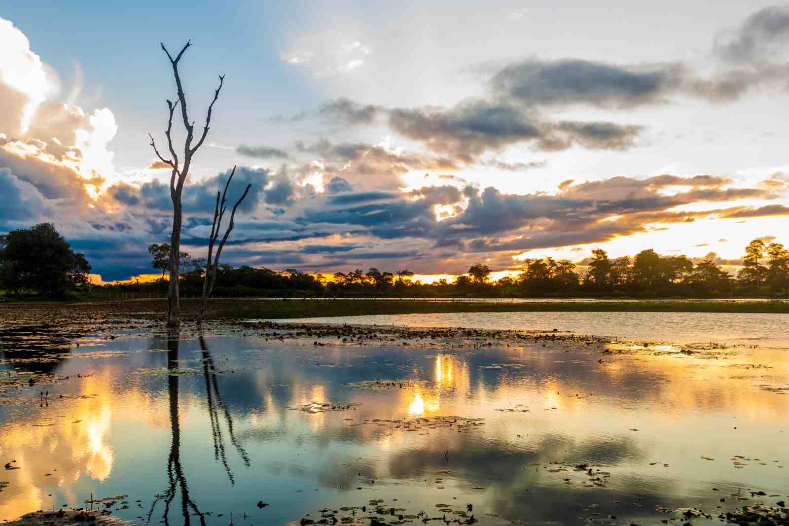 Serene Sunset Lake with Dead Tree Wall Art