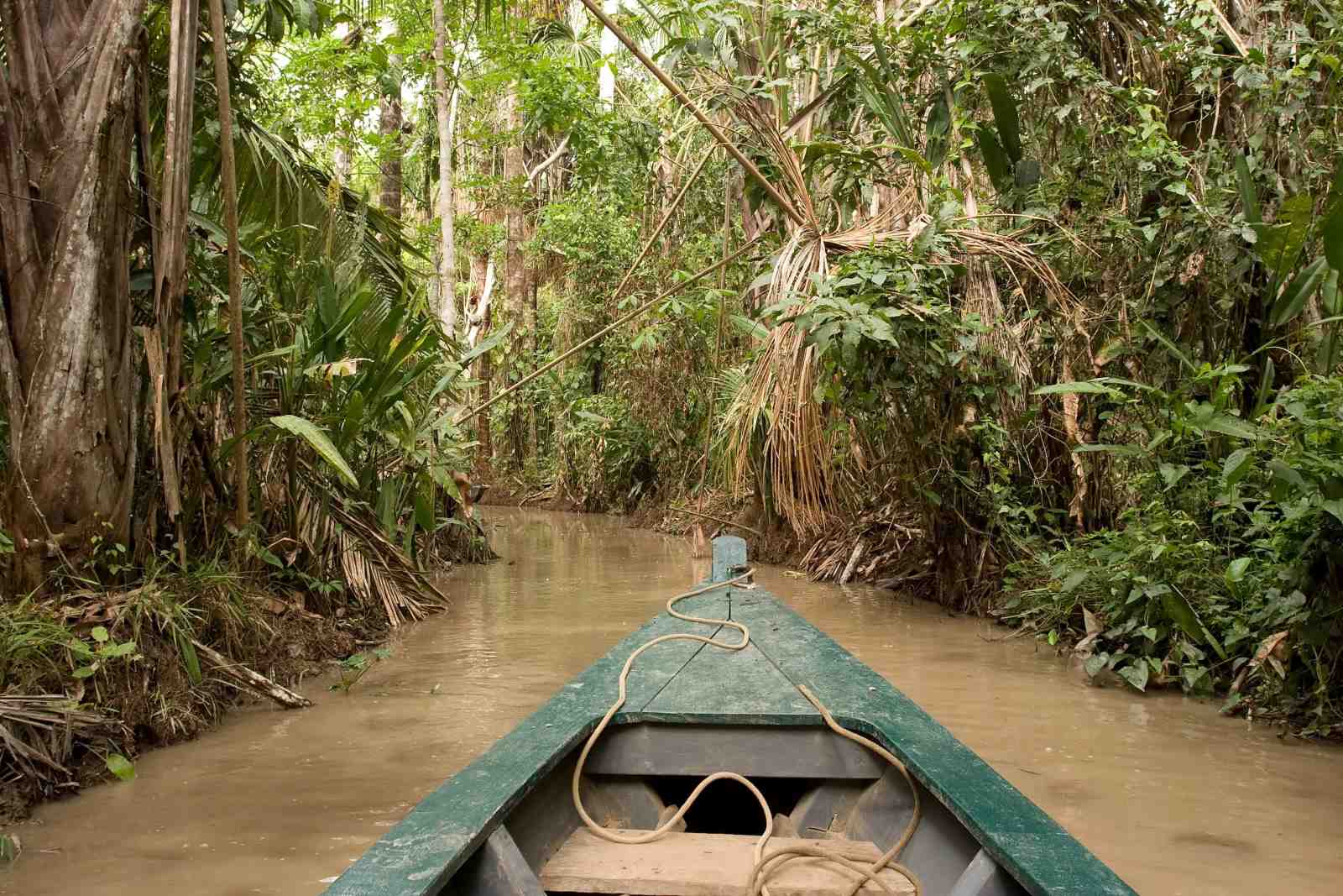 Amazon Rainforest River Journey Wall Art