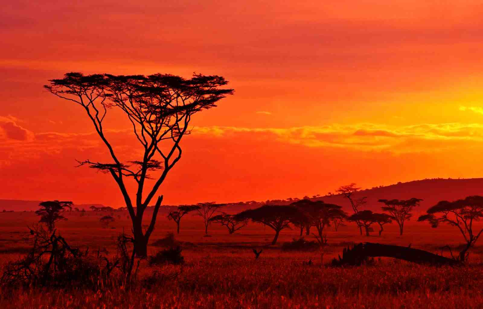 African Sunset Silhouette Tree Wall Art
