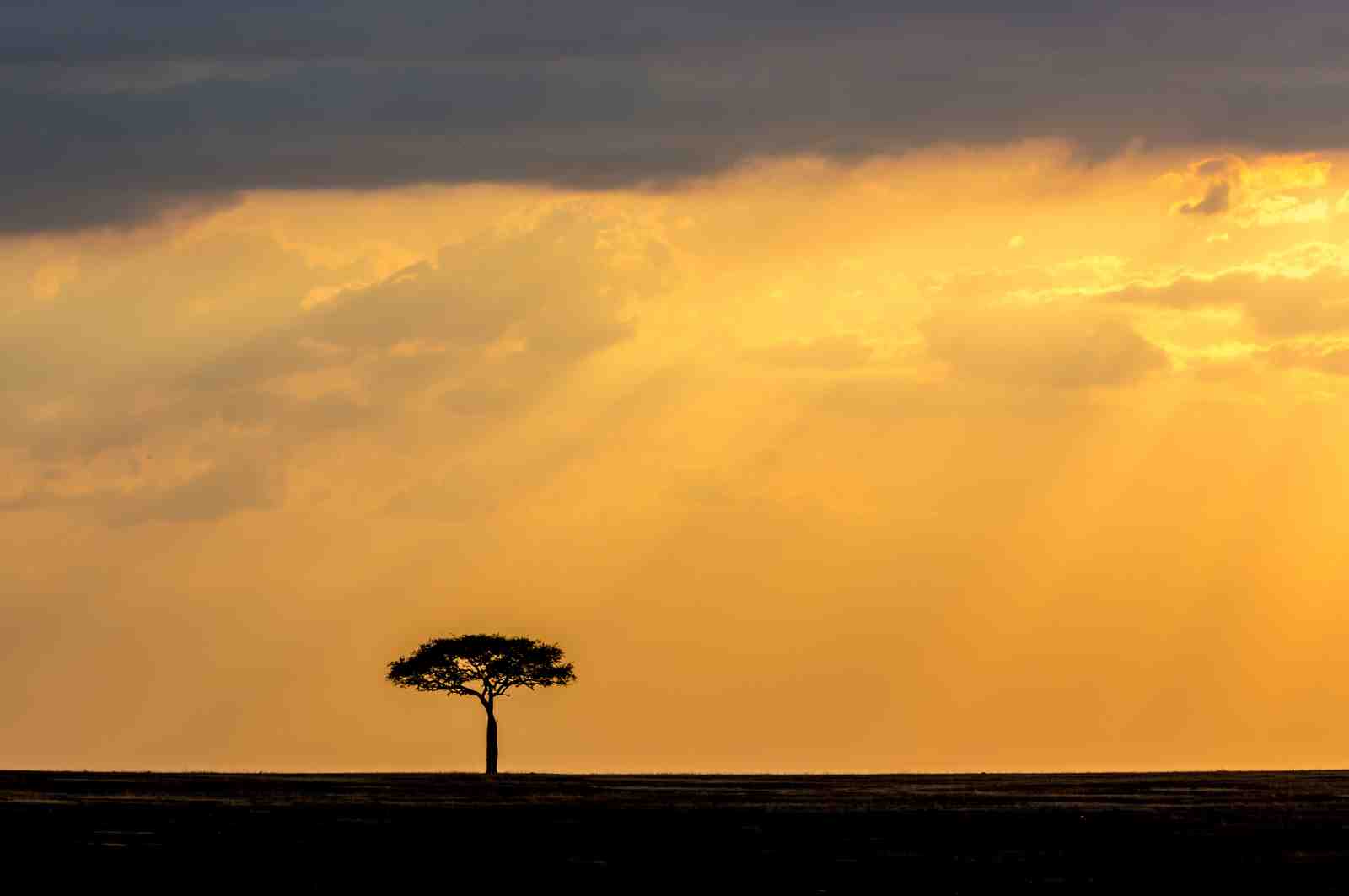 Serene Acacia Sunset African Plains Wall Art