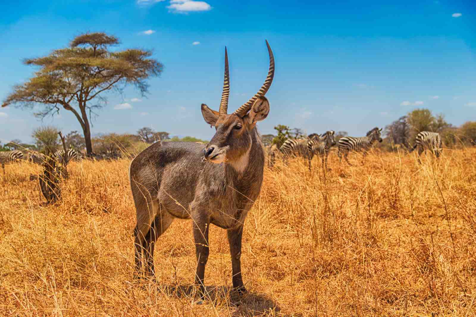 Majestic Waterbuck & Zebras Safari Wall Art