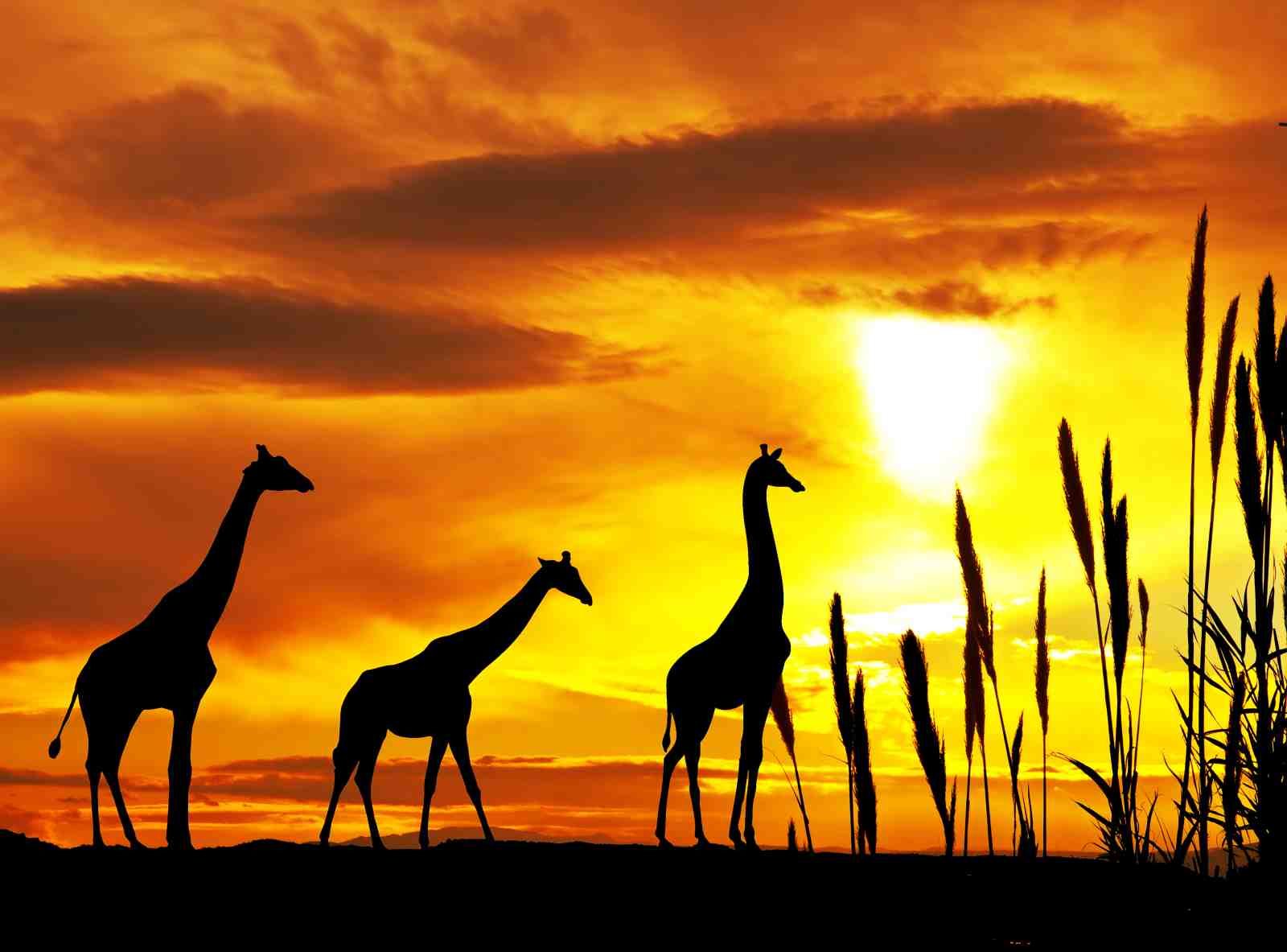 African Sunset Giraffe Silhouette Wall Art