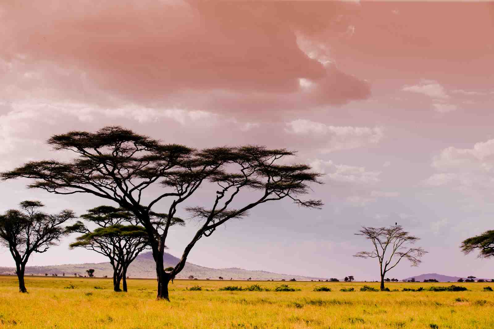 Serene Savannah Landscape African Acacia Trees Wall Art