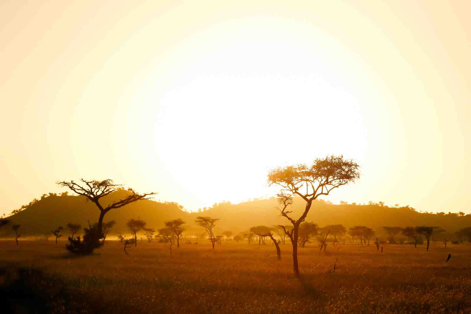 African Savannah Sunrise Tree Wall Art