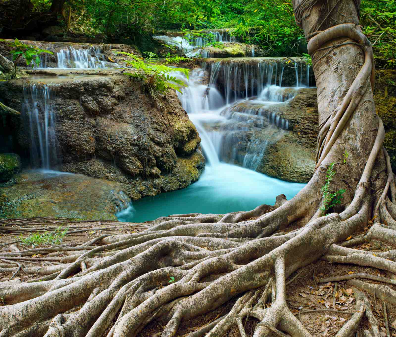 Serene Forest Waterfall & Tree Roots Wall Art
