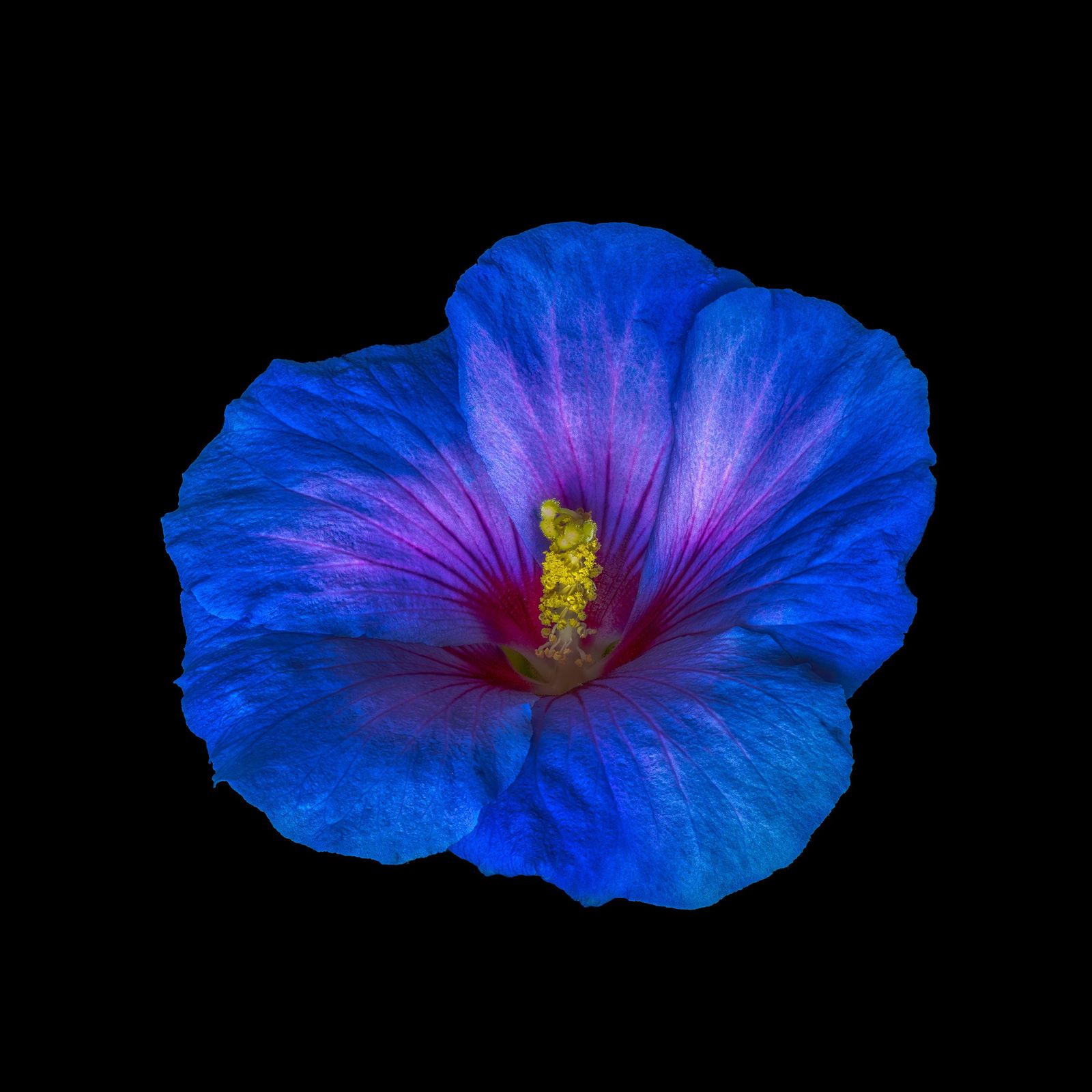 Vibrant Blue Hibiscus Floral Wall Art
