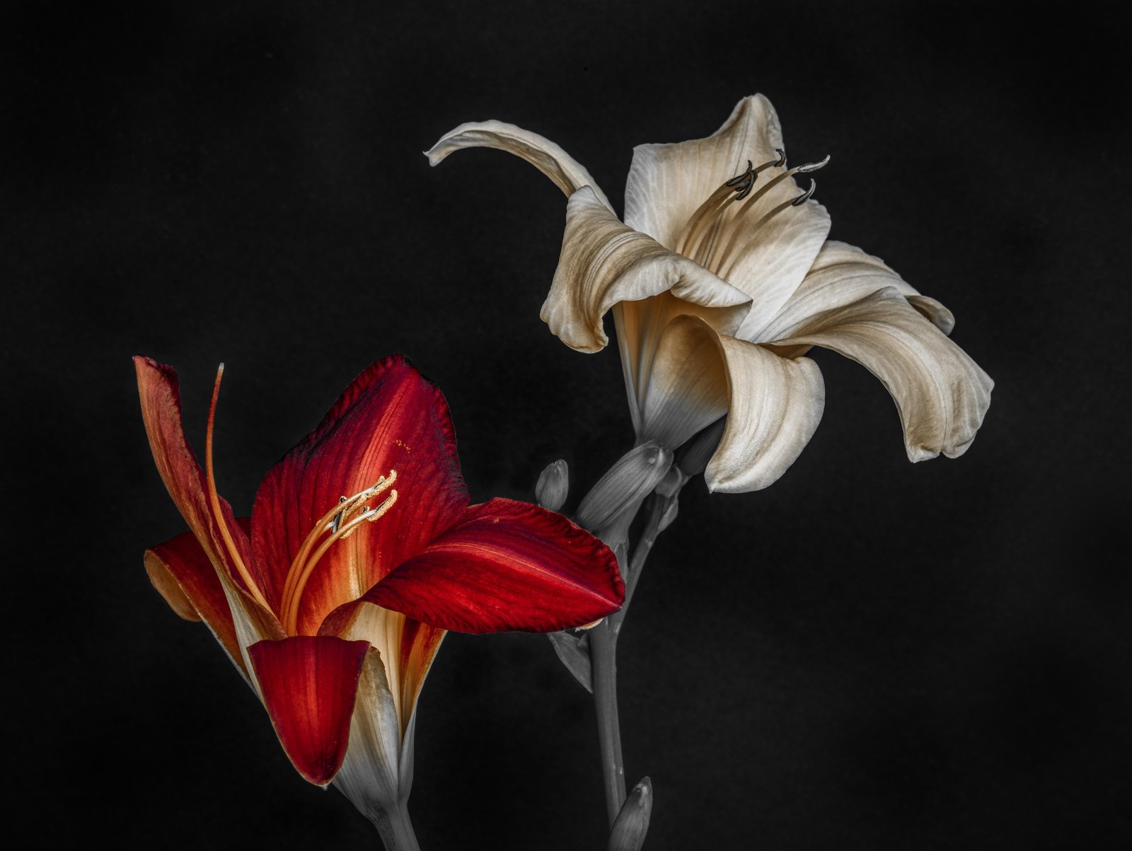 Crimson & Cream Lily Duo Wall Art