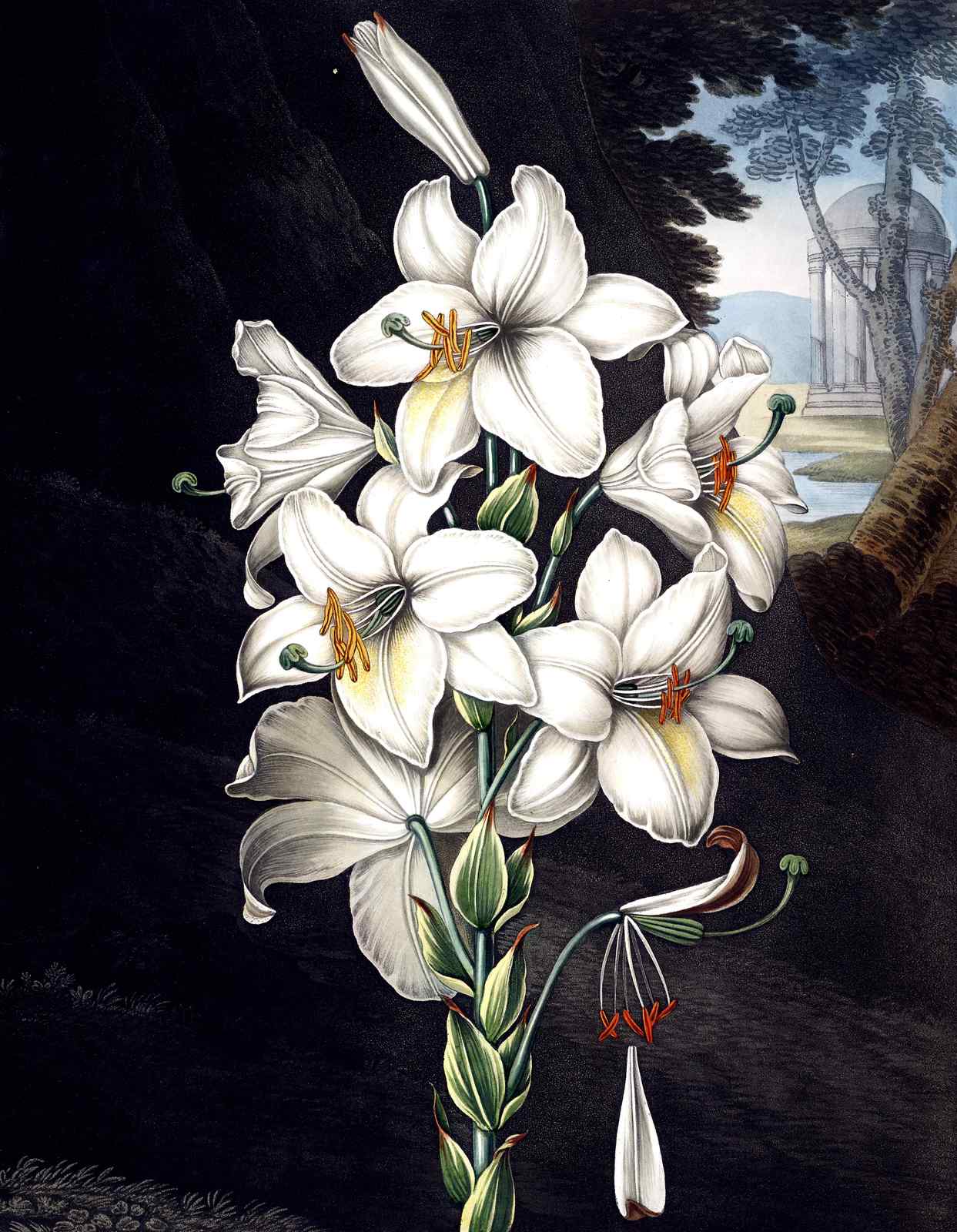 Elegant White Lily Botanical Art Wall Art