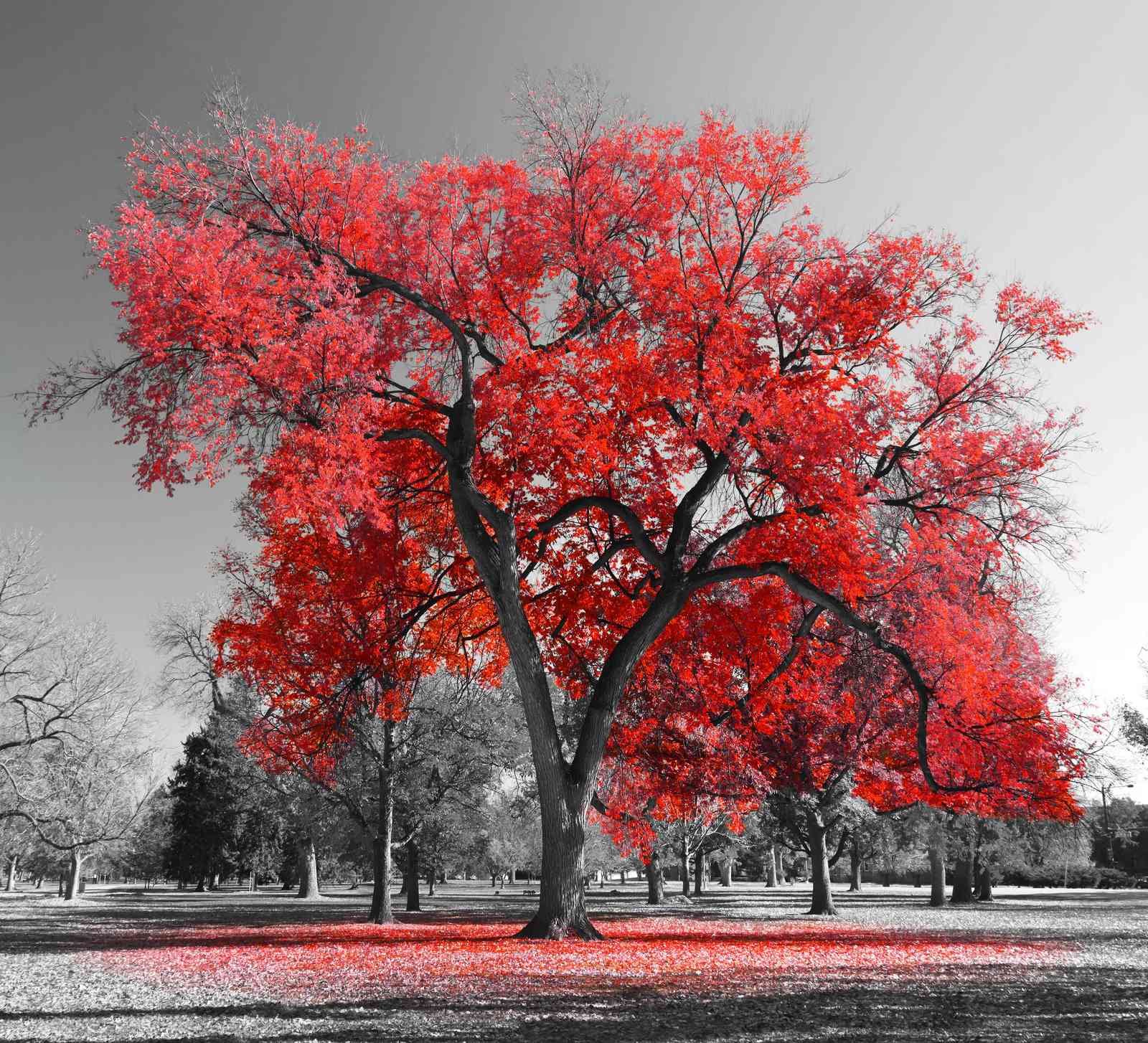 Vibrant Red Maple Autumn Tree Wall Art