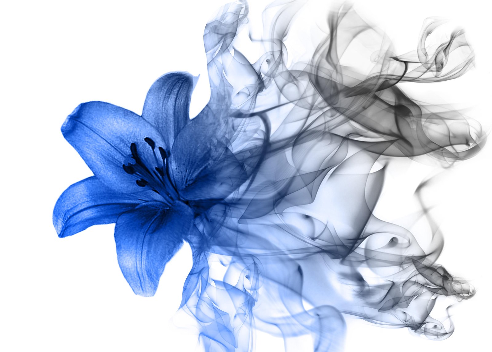 Blue Lily Smoke Modern Wall Art