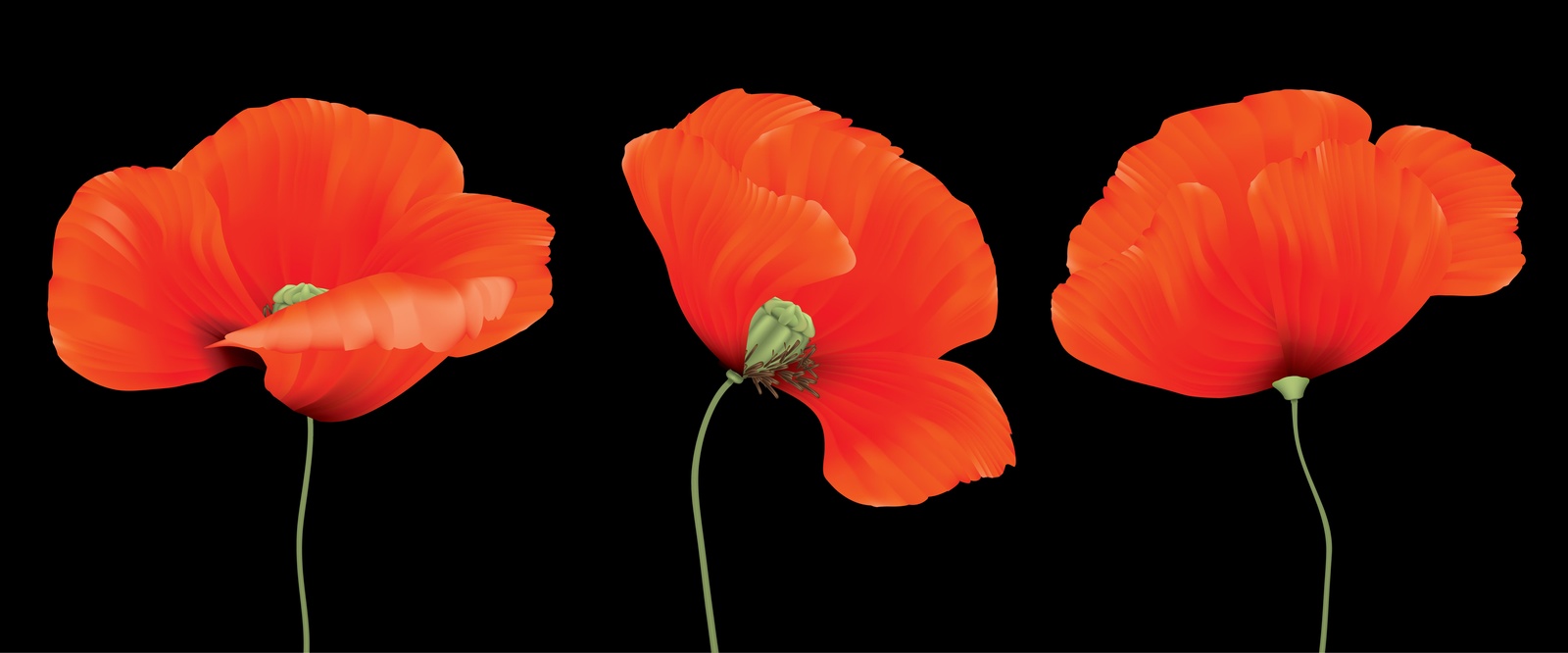 Vibrant Red Poppies on Black Wall Art