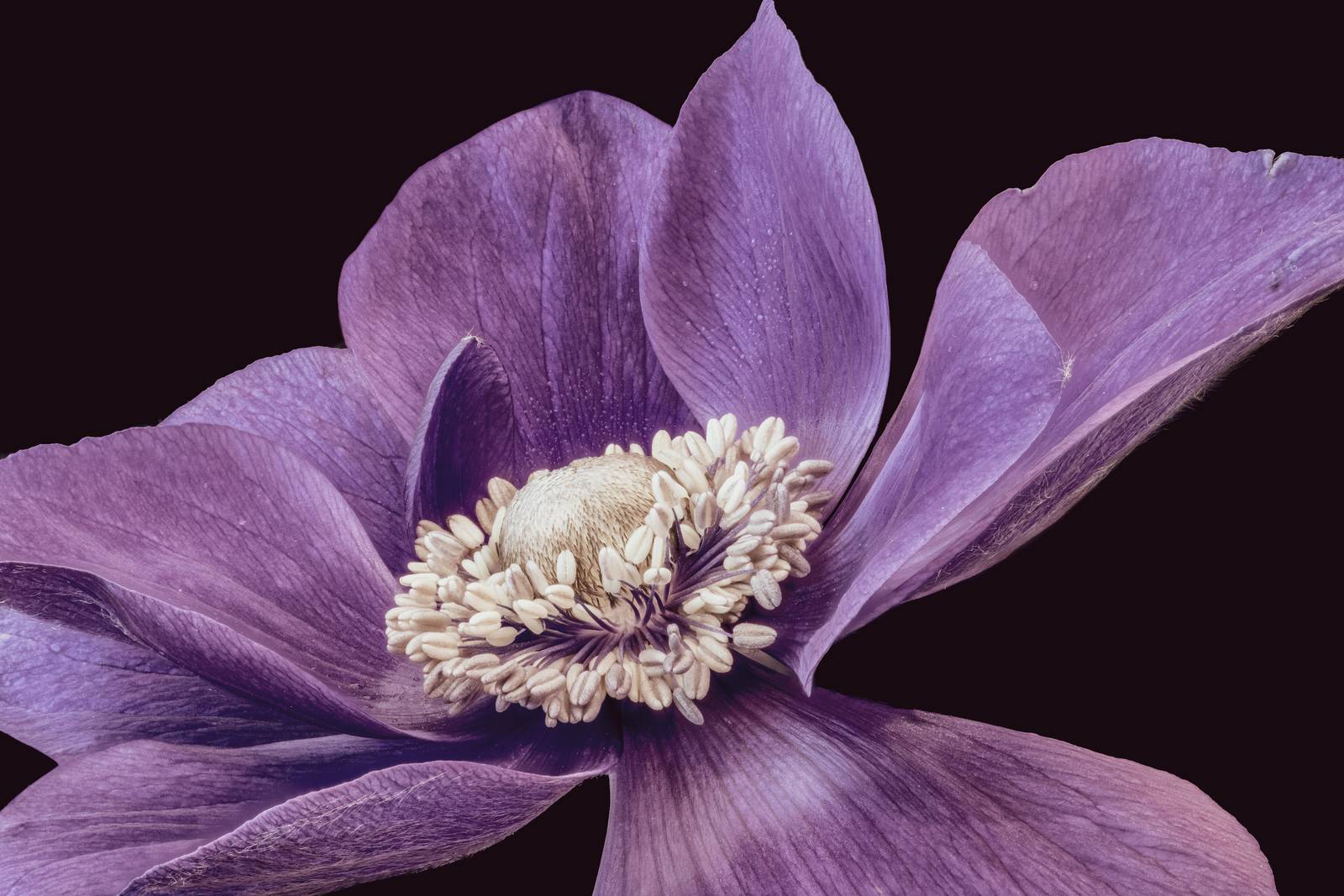 Elegant Purple Anemone Flower Wall Art