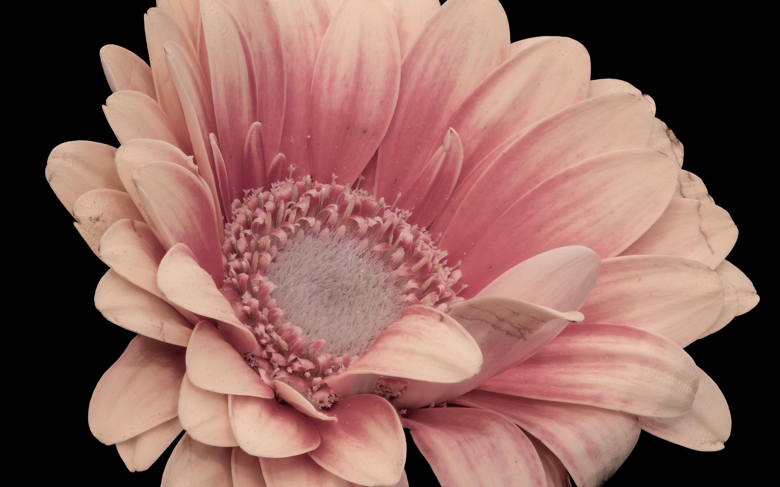 Soft Pink Gerbera Daisy Close-Up Wall Art