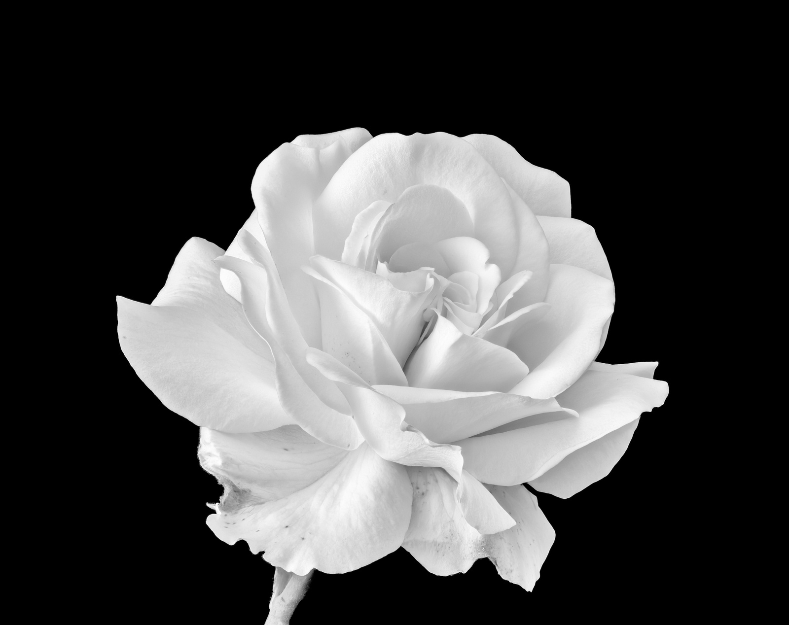Elegant White Rose Macro Wall Art Art