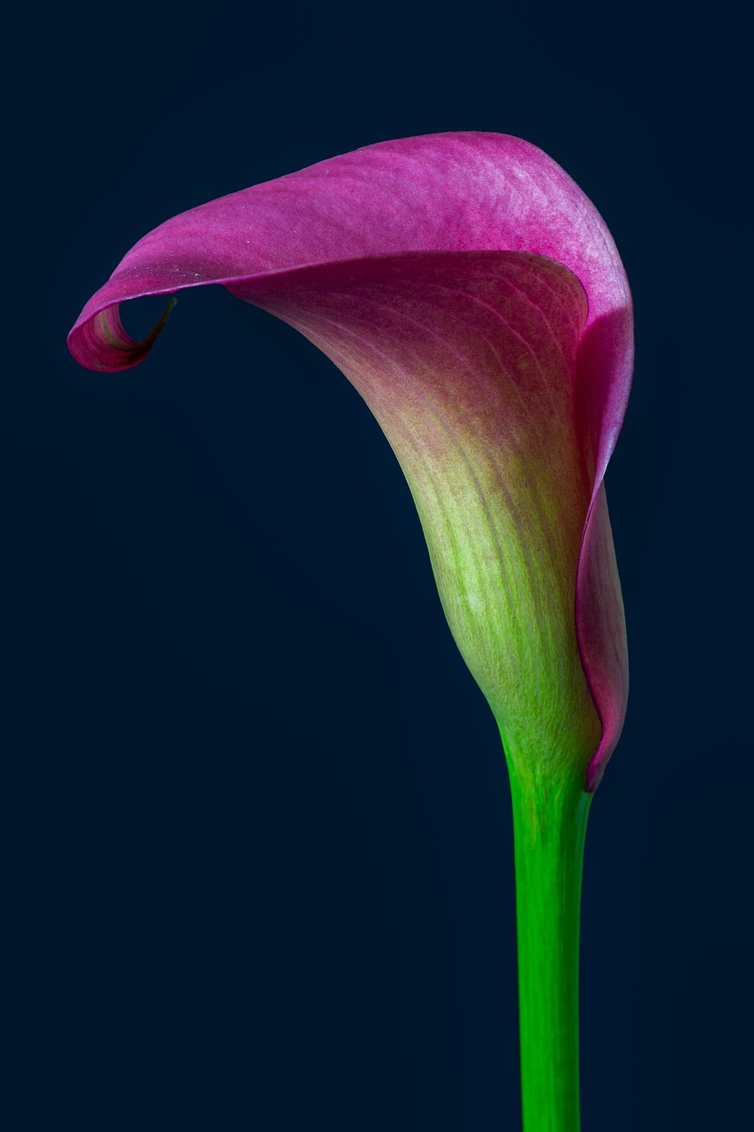 Elegant Fuchsia Calla Lily Wall Art
