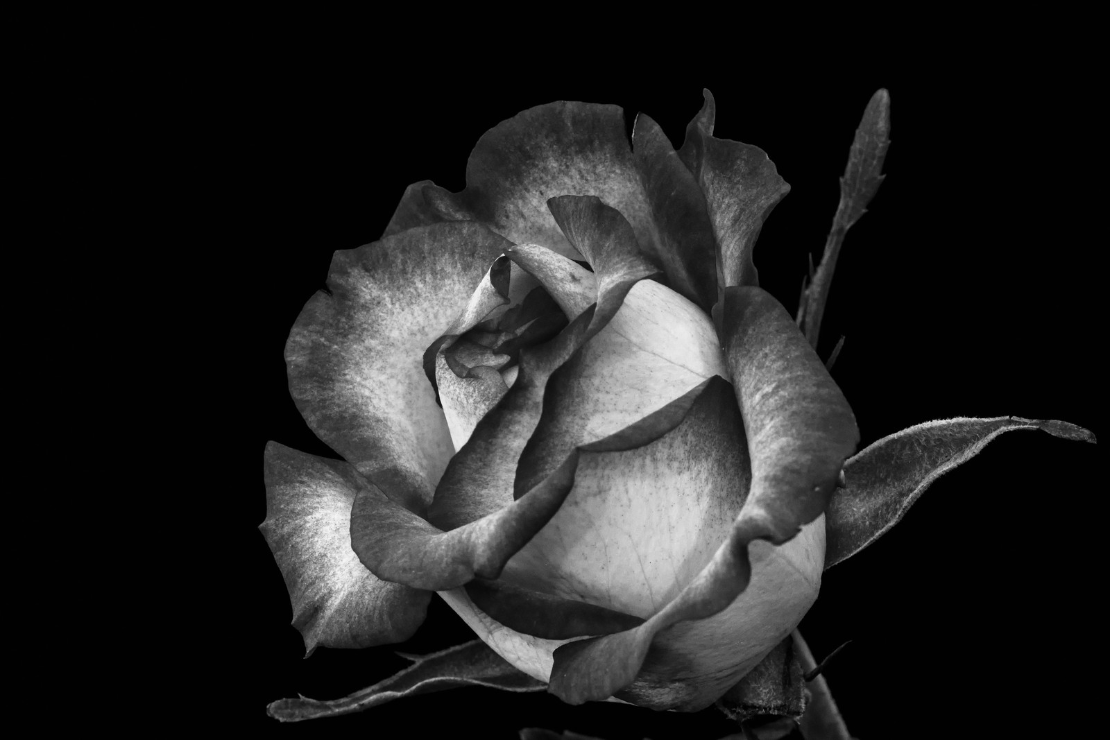 Elegant Rose Macro Black and White Wall Art
