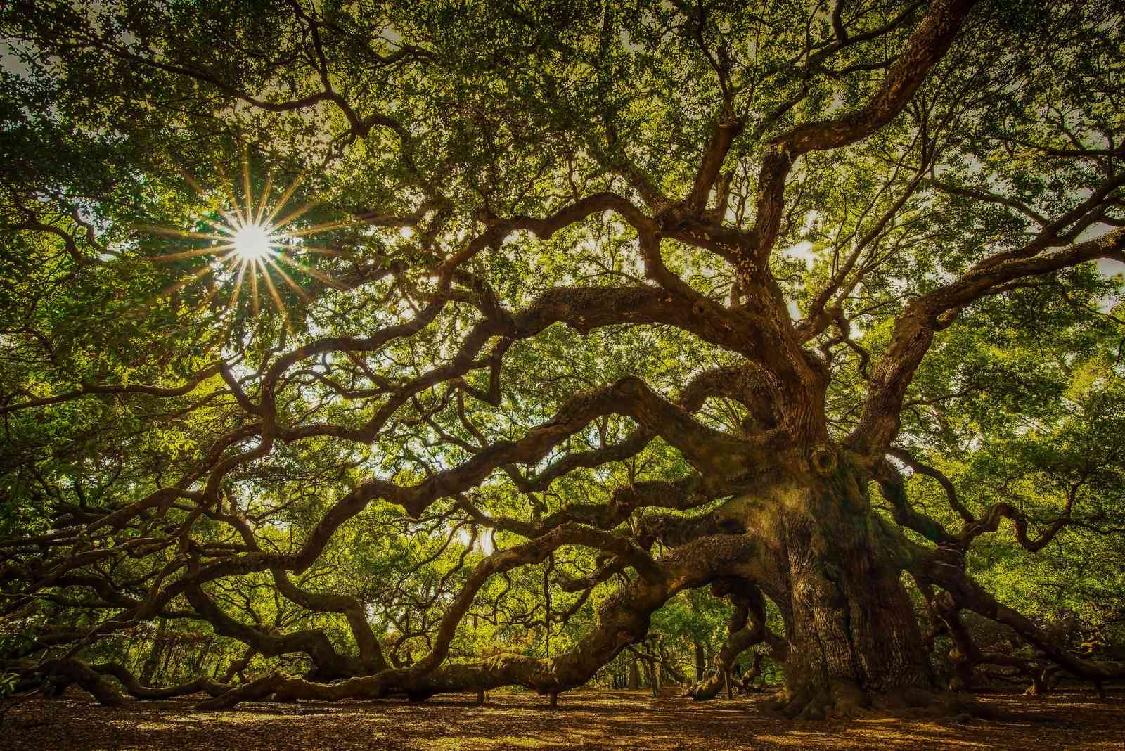 Majestic Oak Tree Sunburst Wall Art