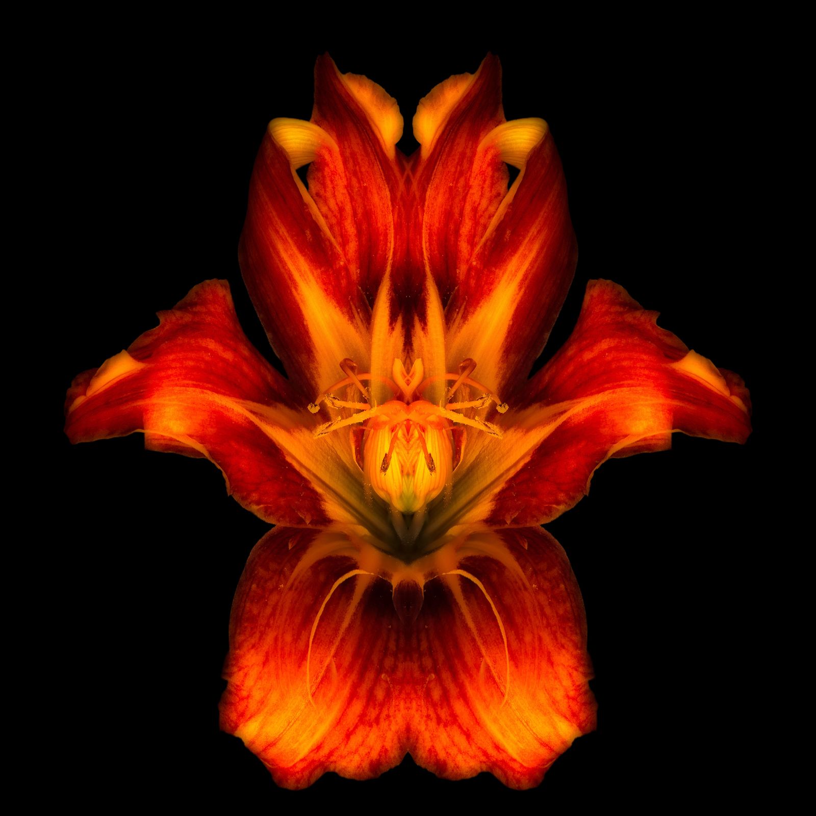 Vibrant Fire Lily Close-up Wall Art