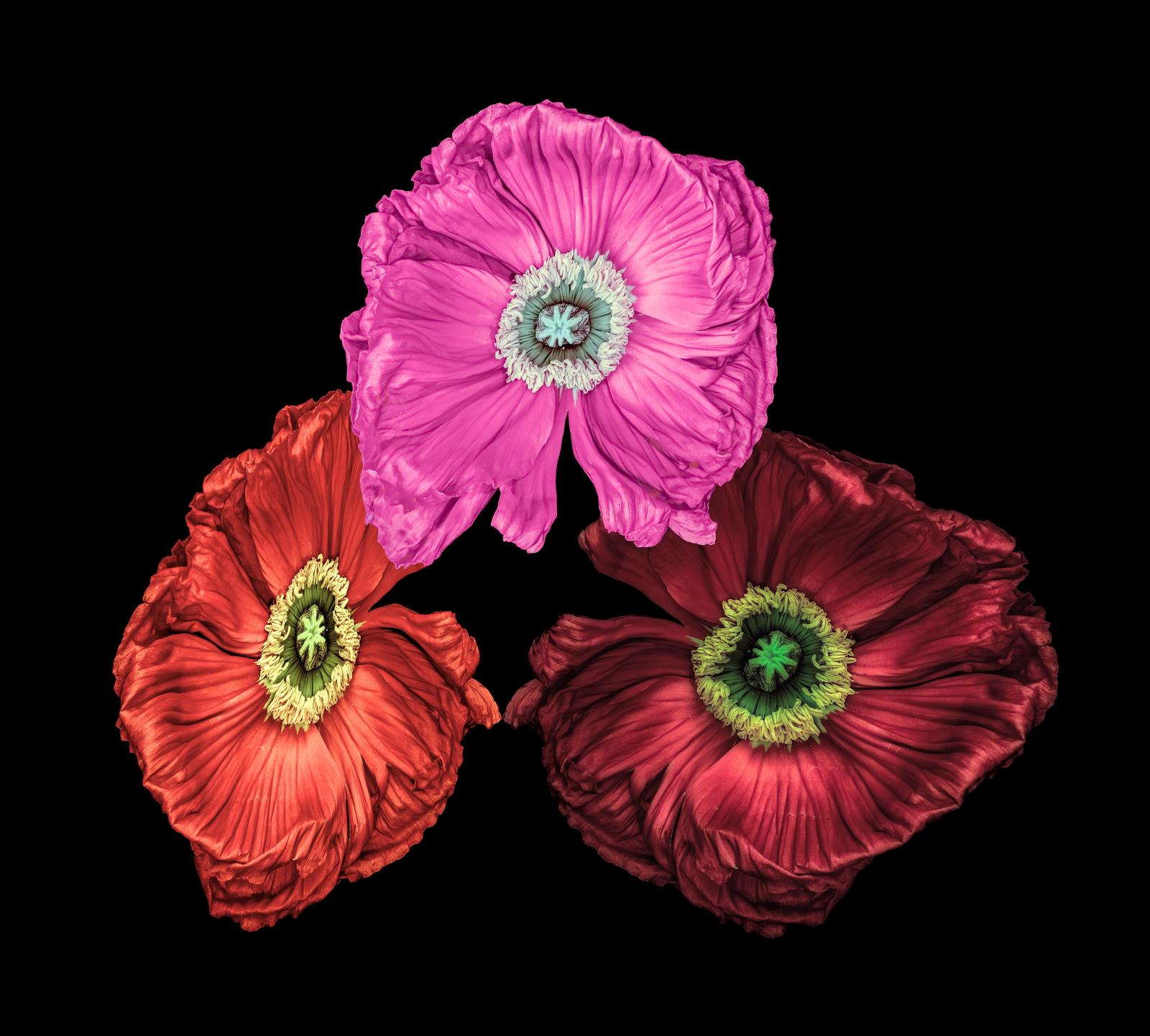 Vibrant Poppies Art Wall Art