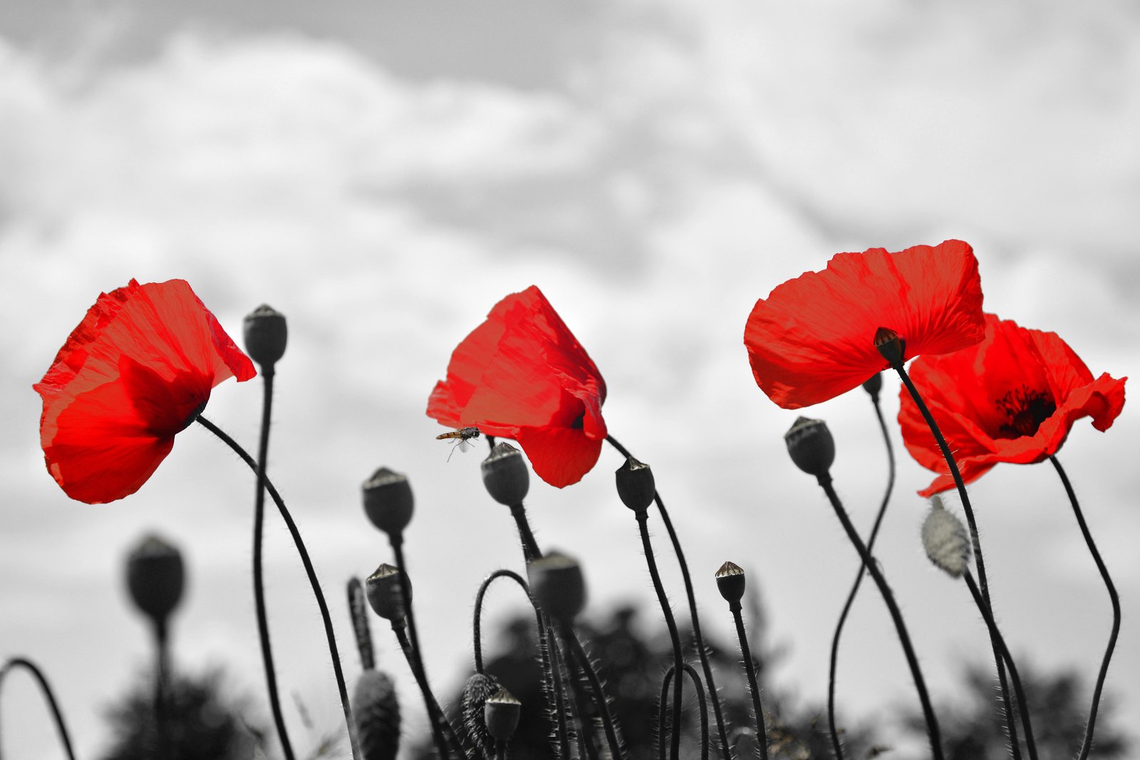 Vibrant Red Poppies Field Wall Art