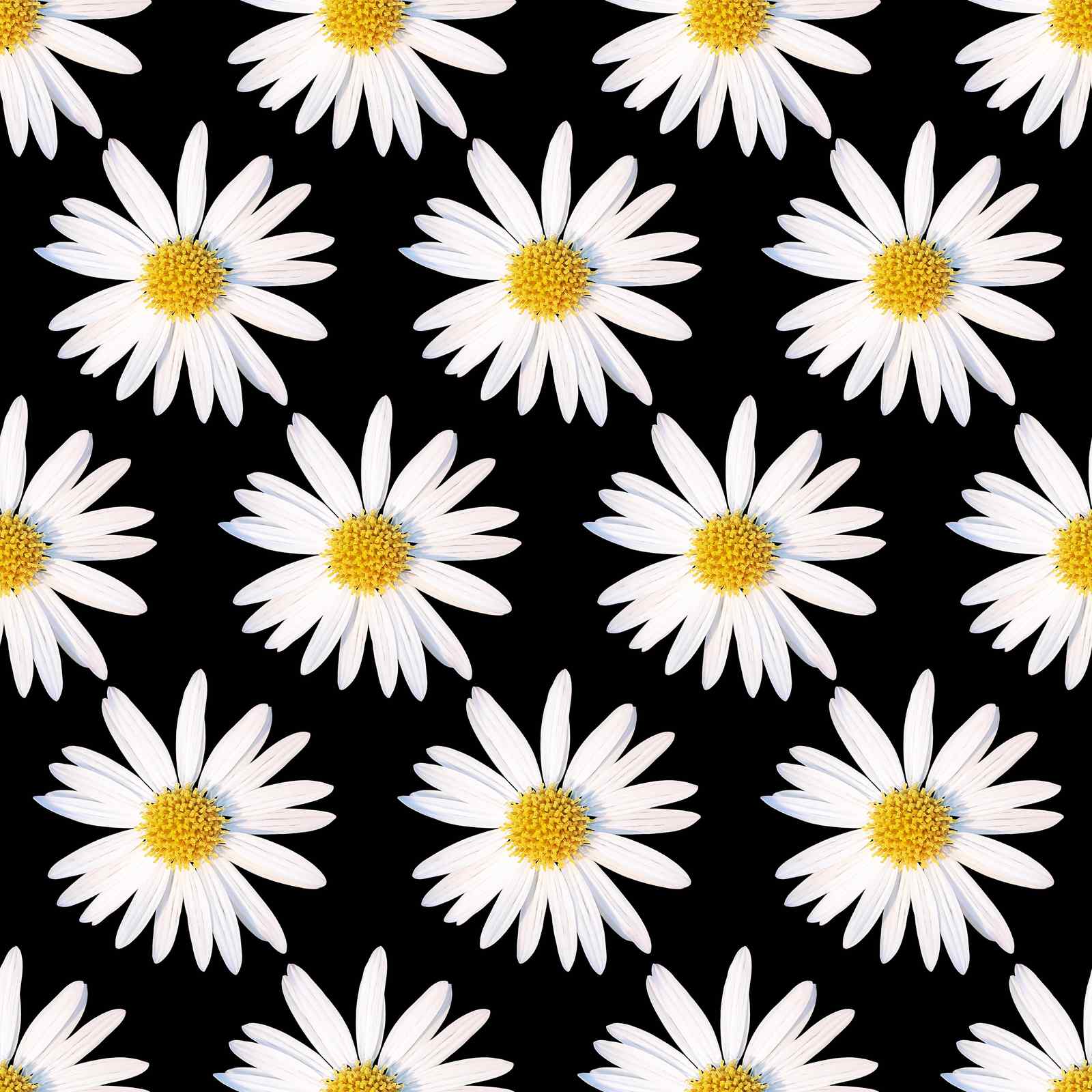 White Daisy Black Background Wall Art