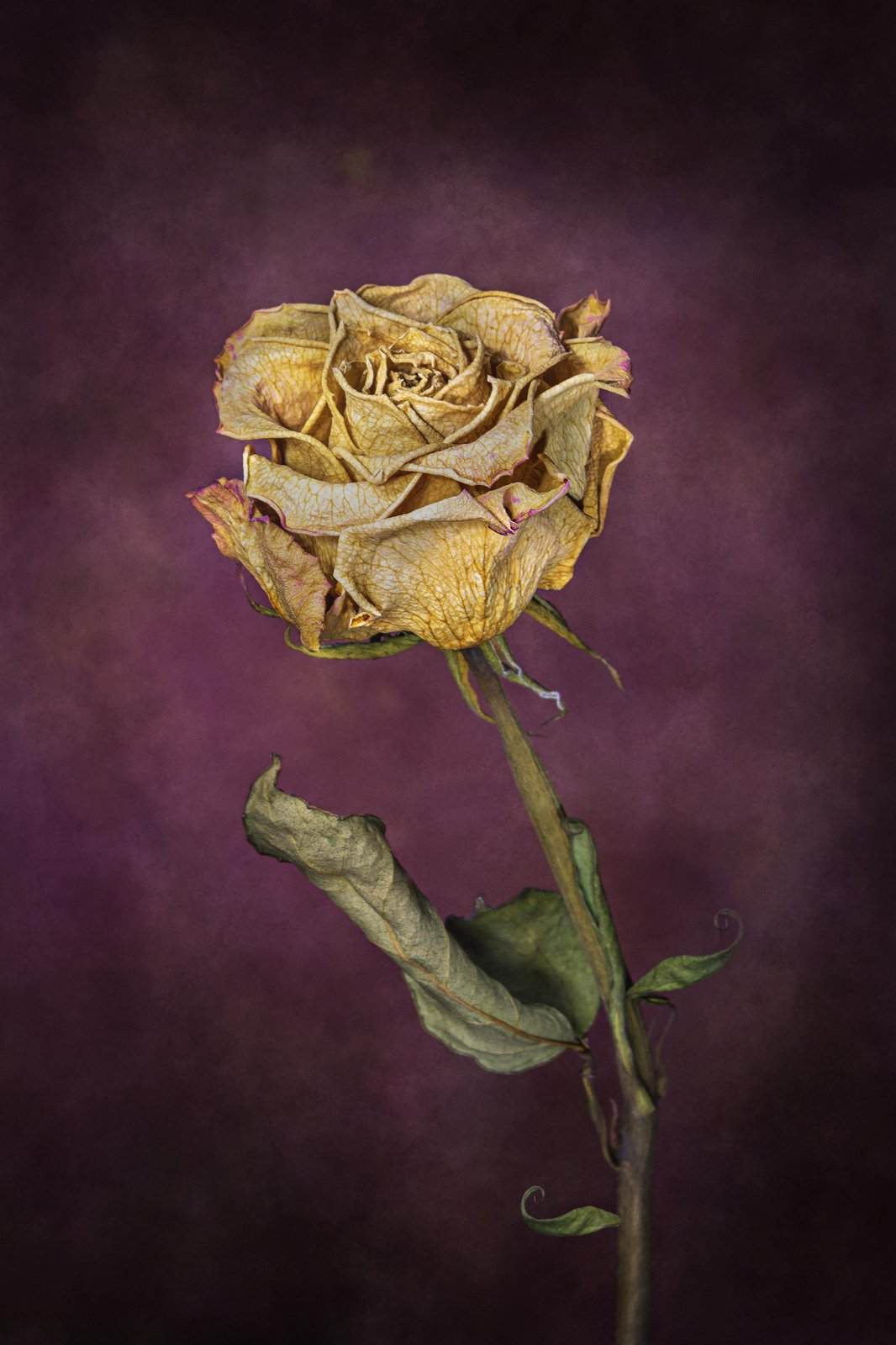 Golden Dried Rose Wall Art Wall Art