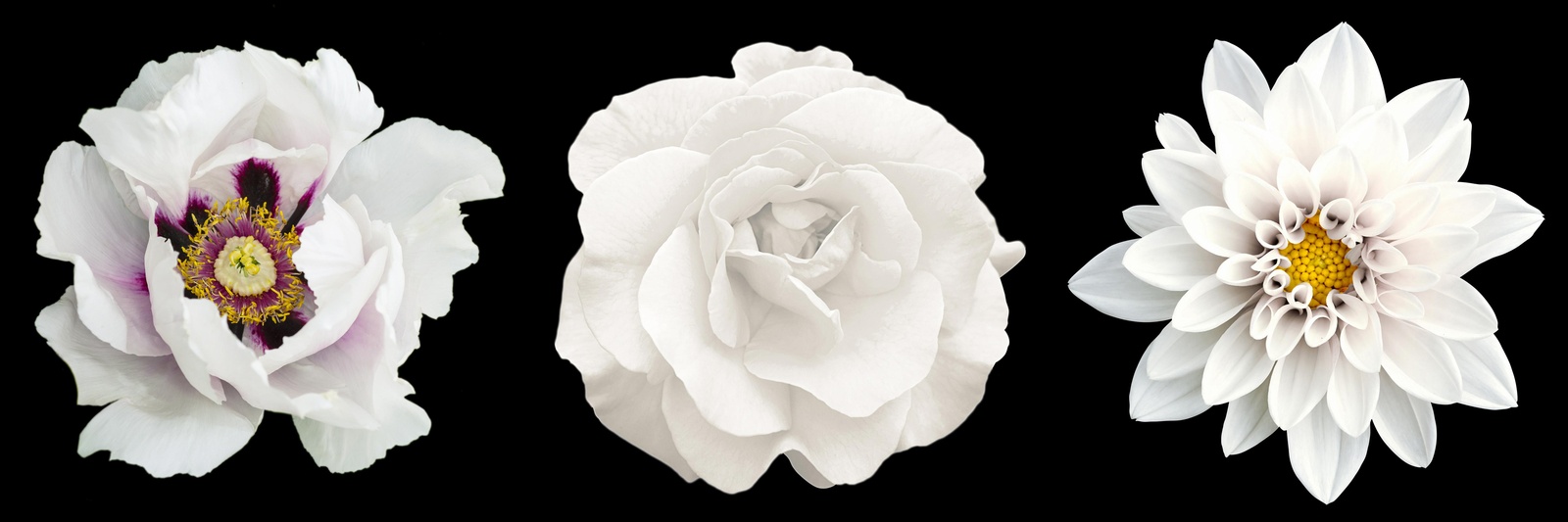 Elegant White Floral Trio Wall Art