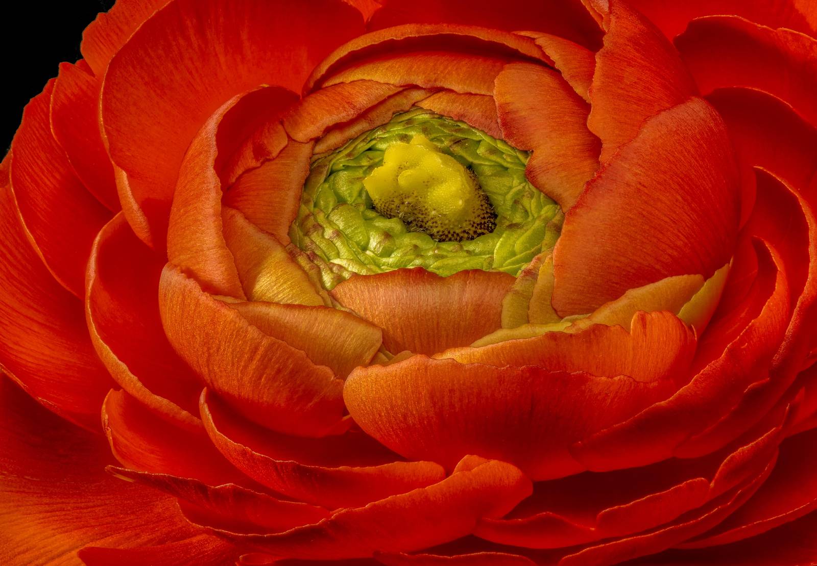 Vibrant Orange Ranunculus Bloom Wall Art