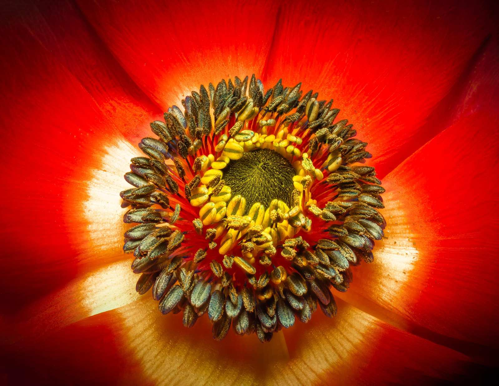 Vibrant Red Flower Macro Wall Art