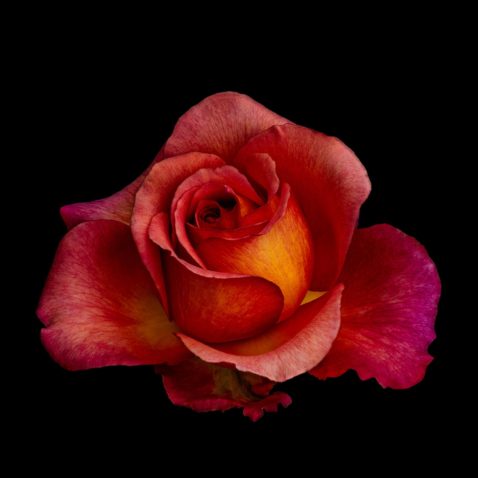 Fiery Red Rose Close-Up Wall Art