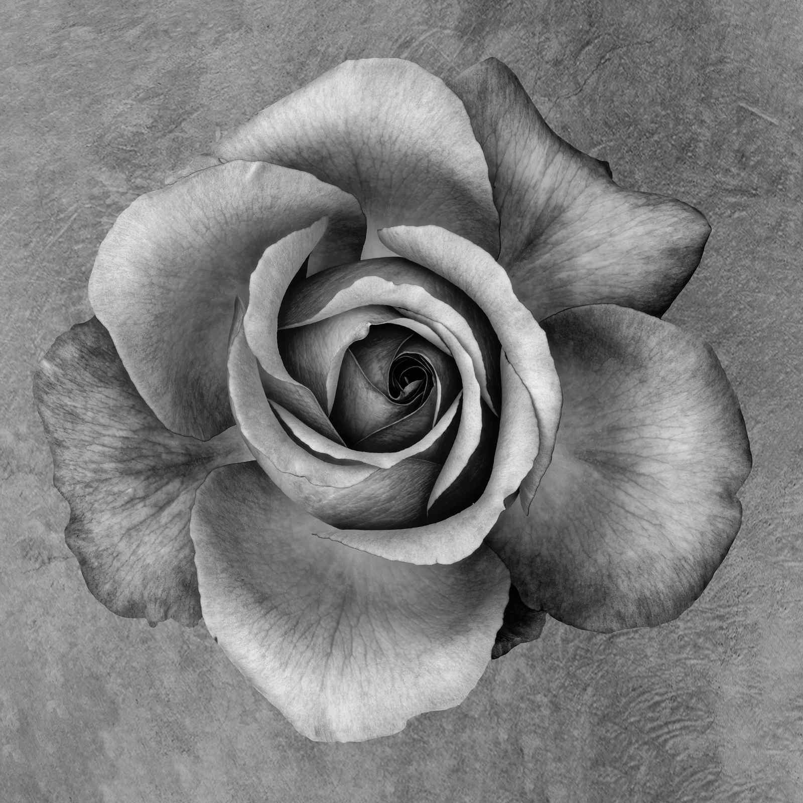 Elegant Black & White Rose Wall Art - Modern Floral Art