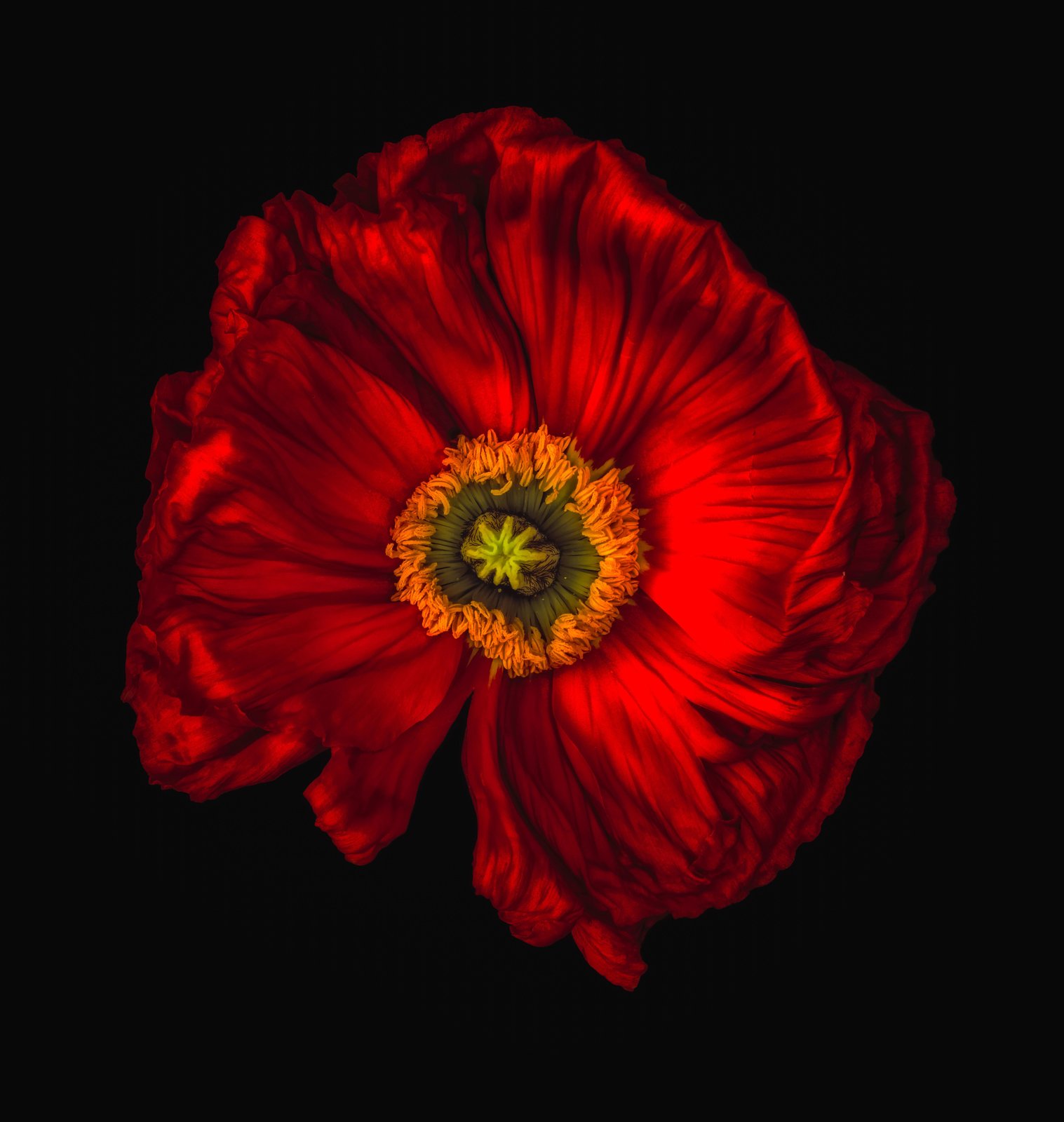 Vibrant Red Poppy Close-Up Wall Art