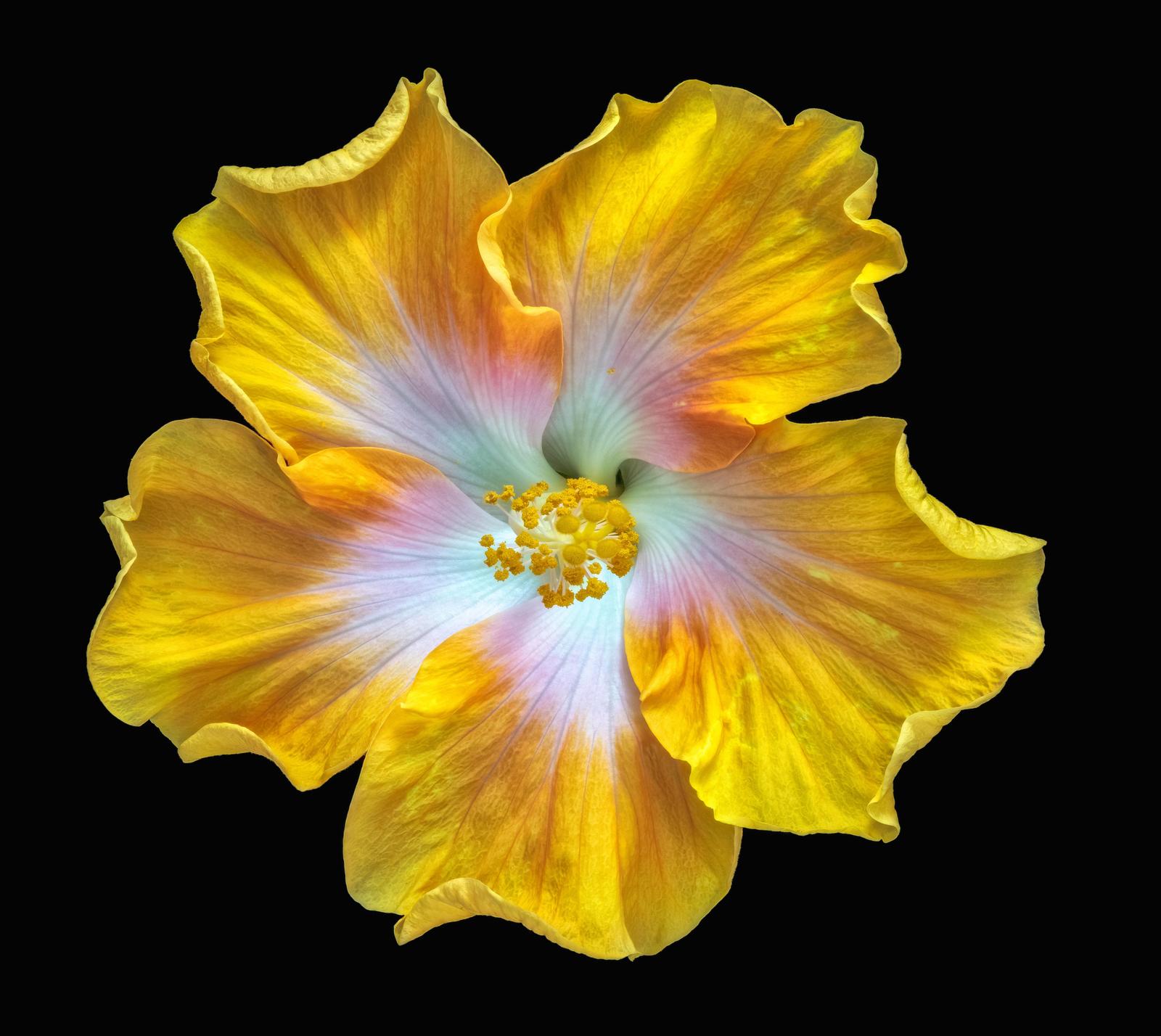 Vibrant Yellow Hibiscus Flower Wall Art - Tropical Wall Art