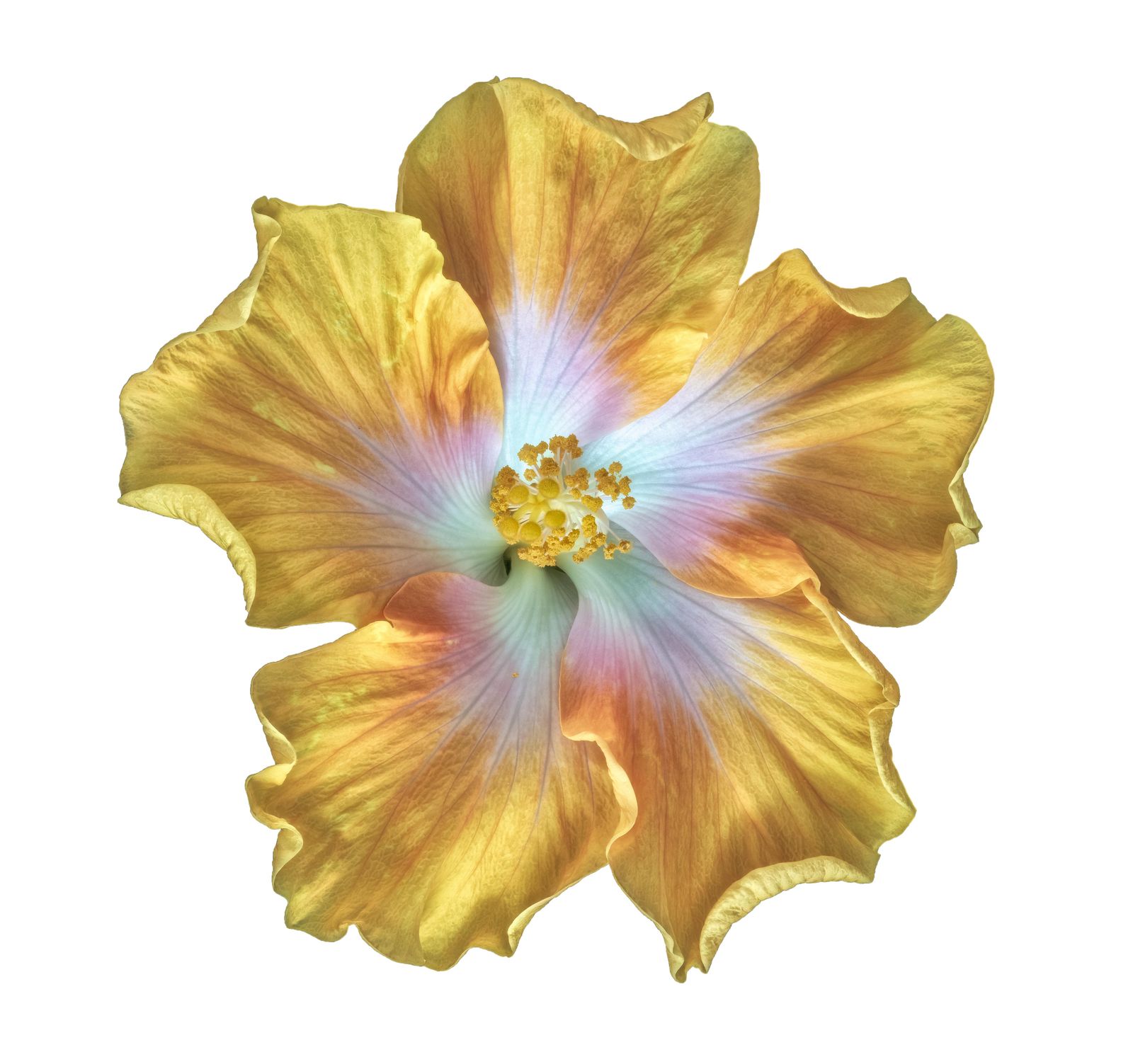 Golden Hibiscus Bloom Wall Art