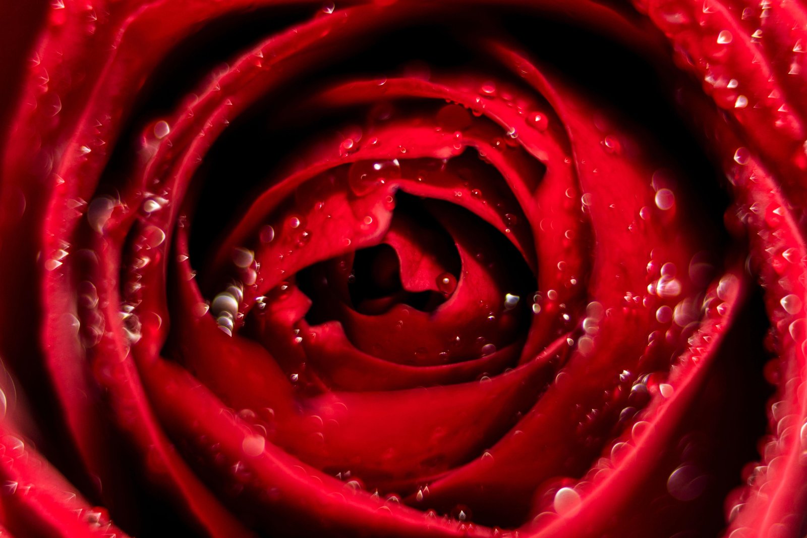 Vibrant Red Rose Dewdrop Macro Wall Art