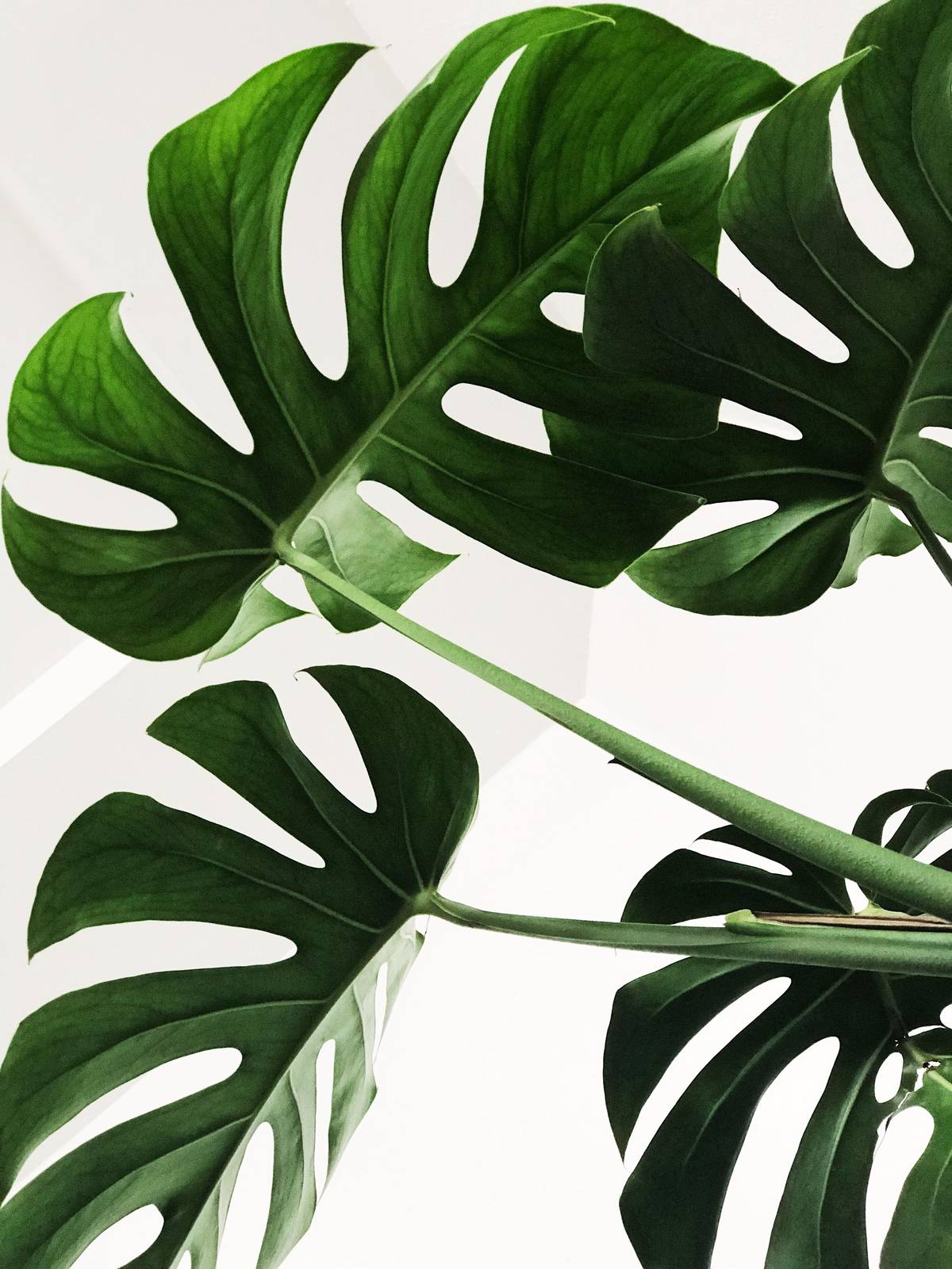 Tropical Monstera Leaf Art Wall Art