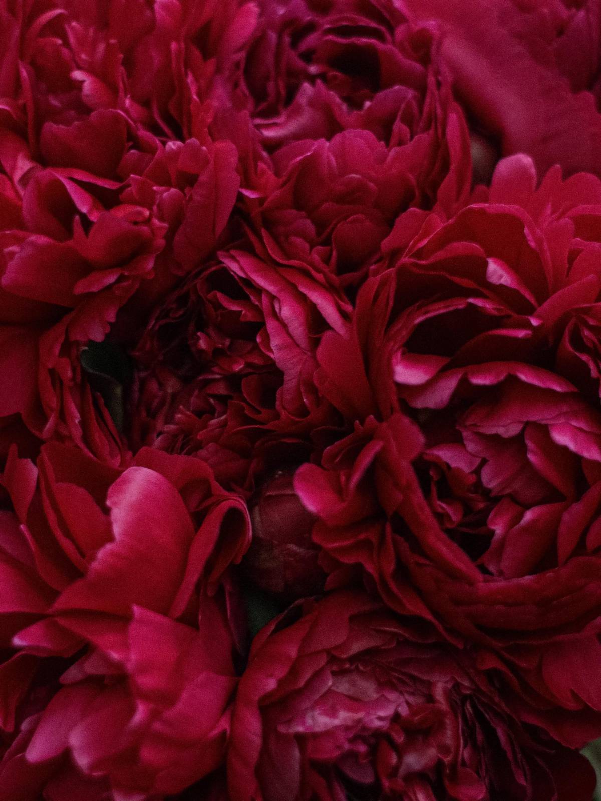 Deep Burgundy Peony Botanical Wall Art