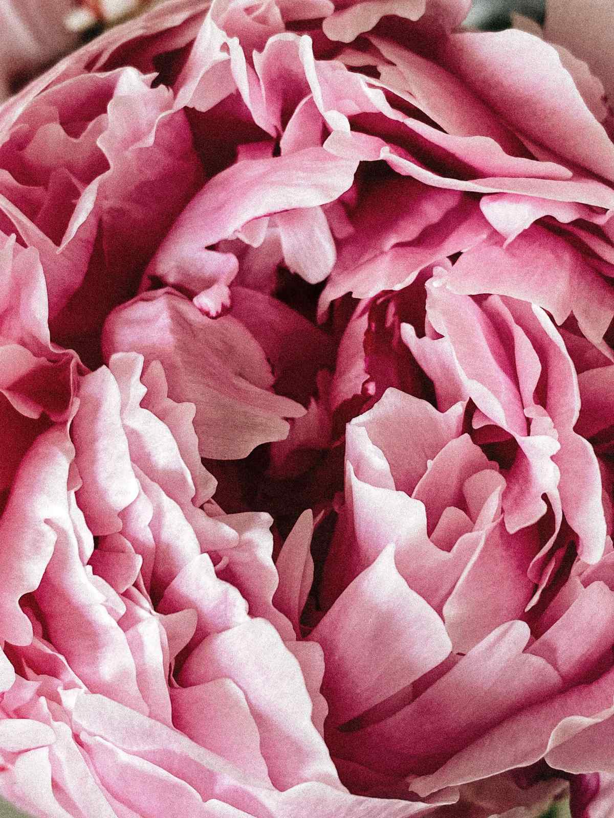 Elegant Pink Peony Close-Up Wall Art