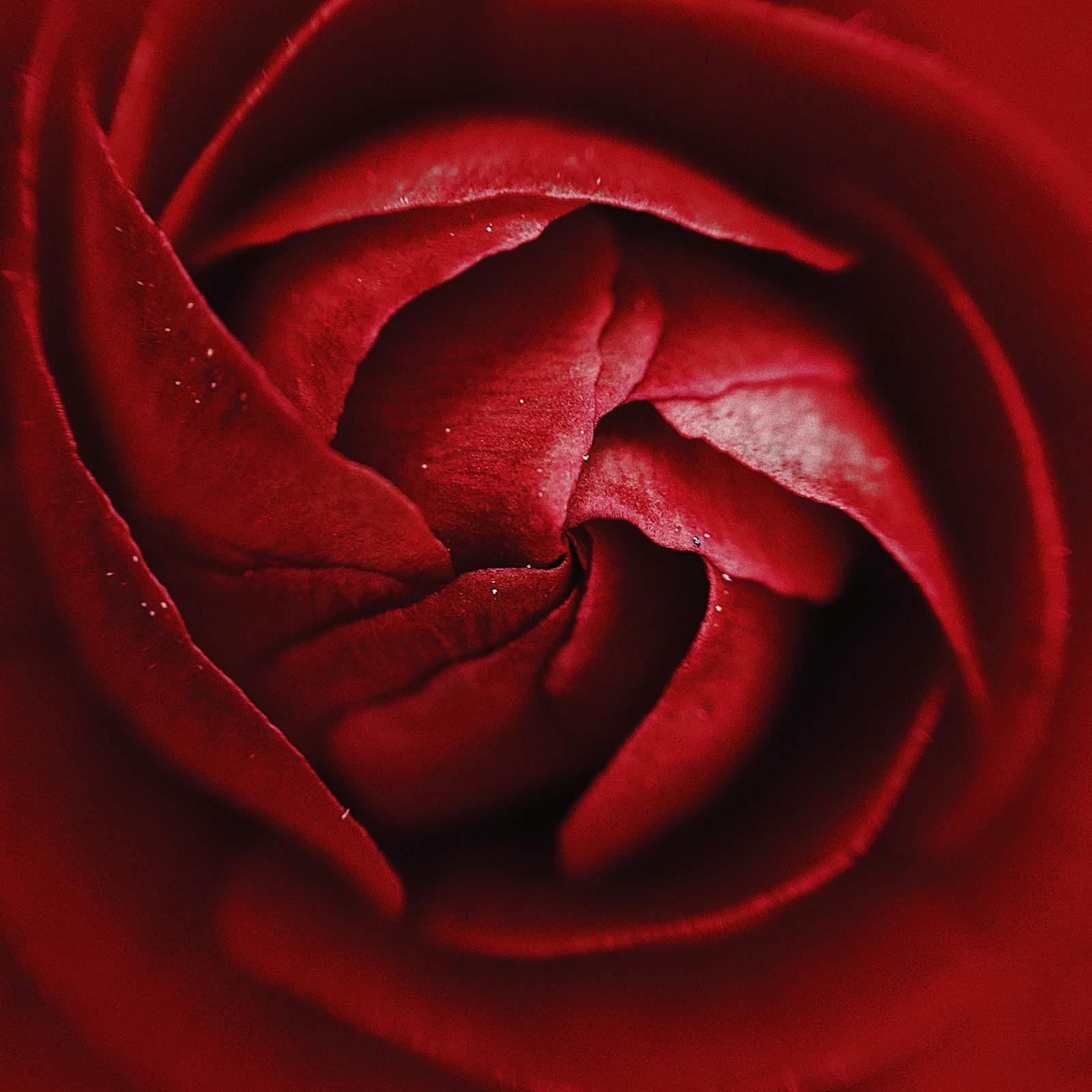 Elegant Red Rose Macro Close-Up Wall Art